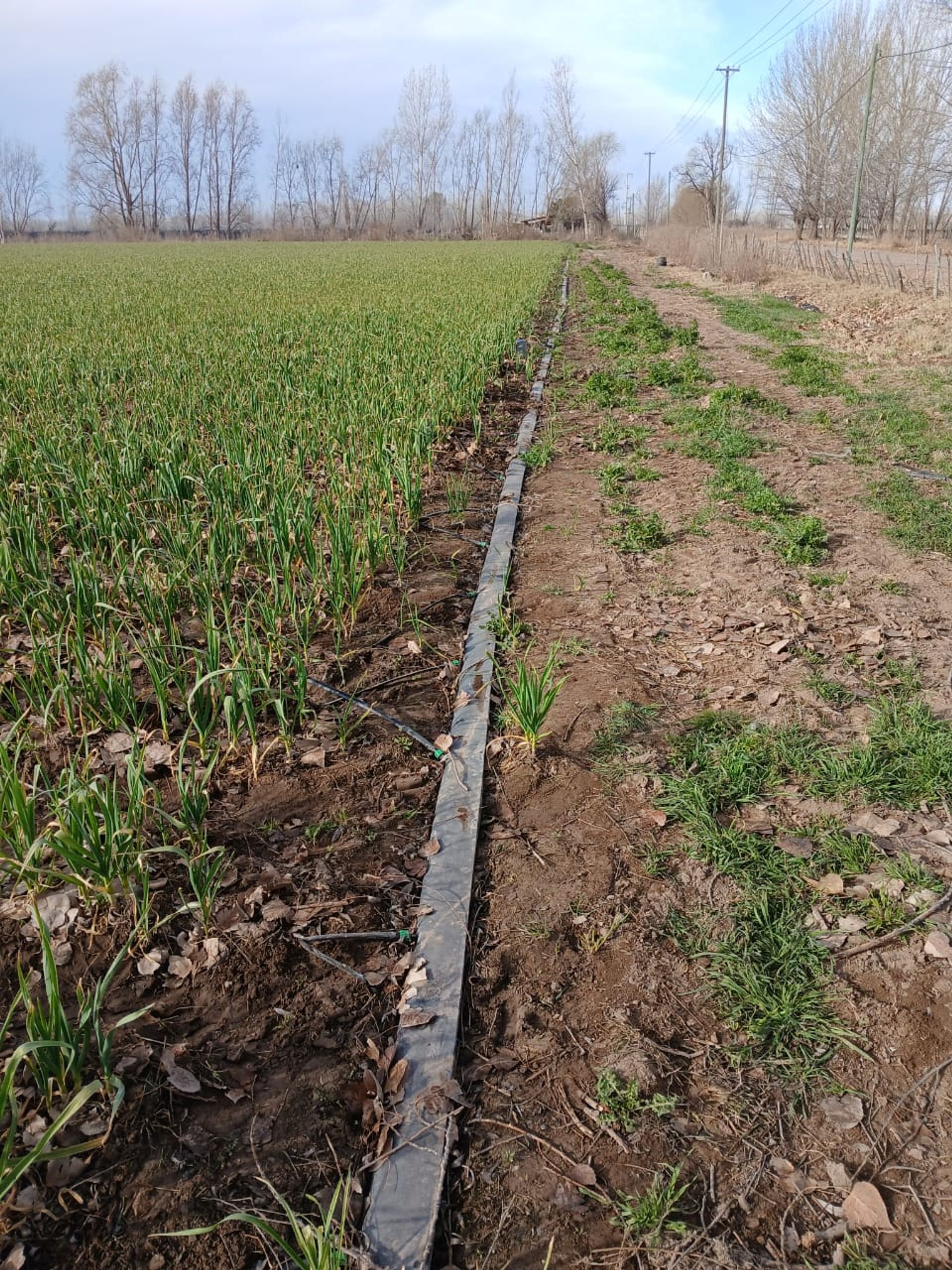 Campo en Venta en Tunuyan, Mendoza