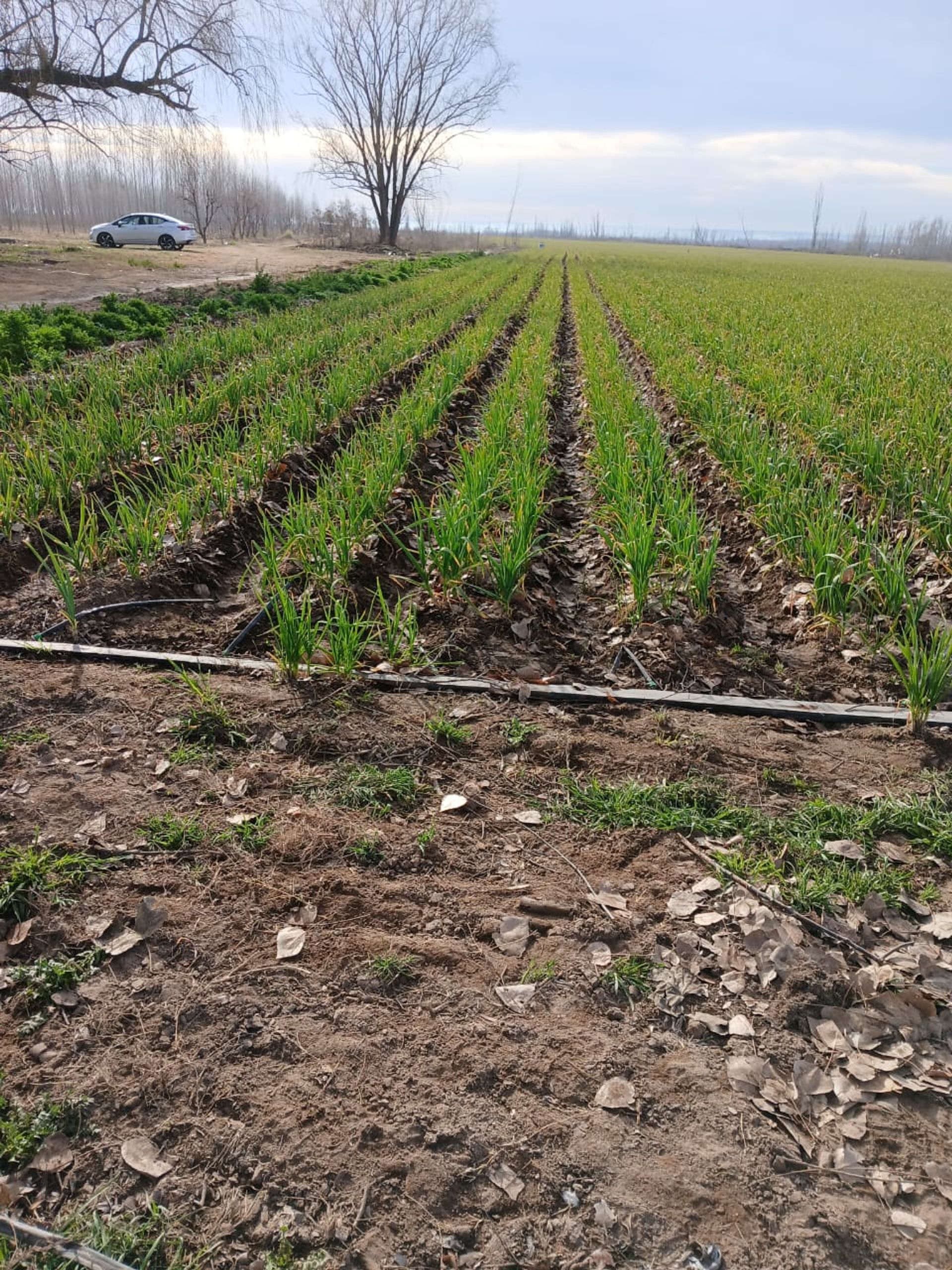 Campo en Venta en Tunuyan, Mendoza
