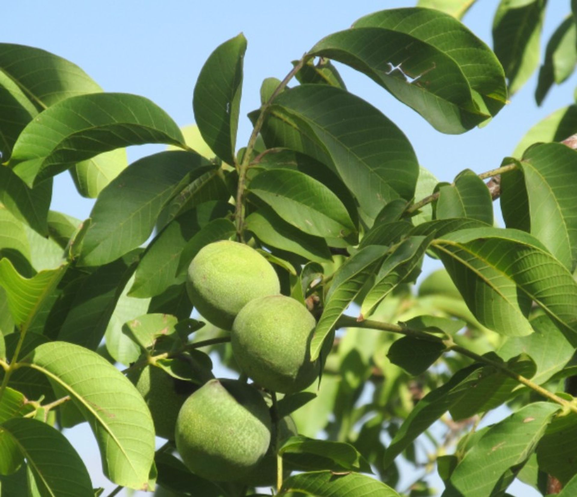 Campo en Venta en San Carlos, Mendoza