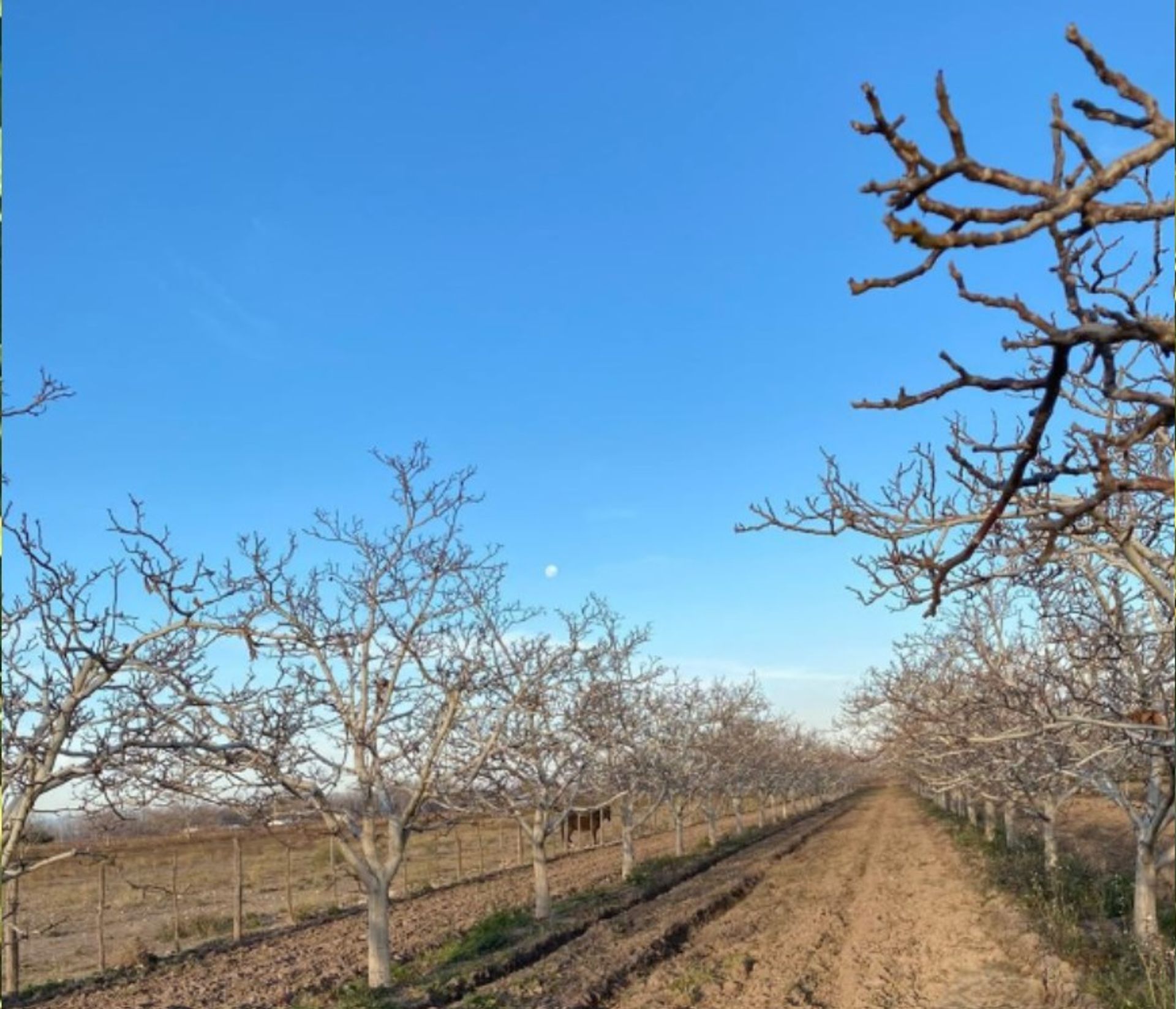 Campo en Venta en San Carlos, Mendoza