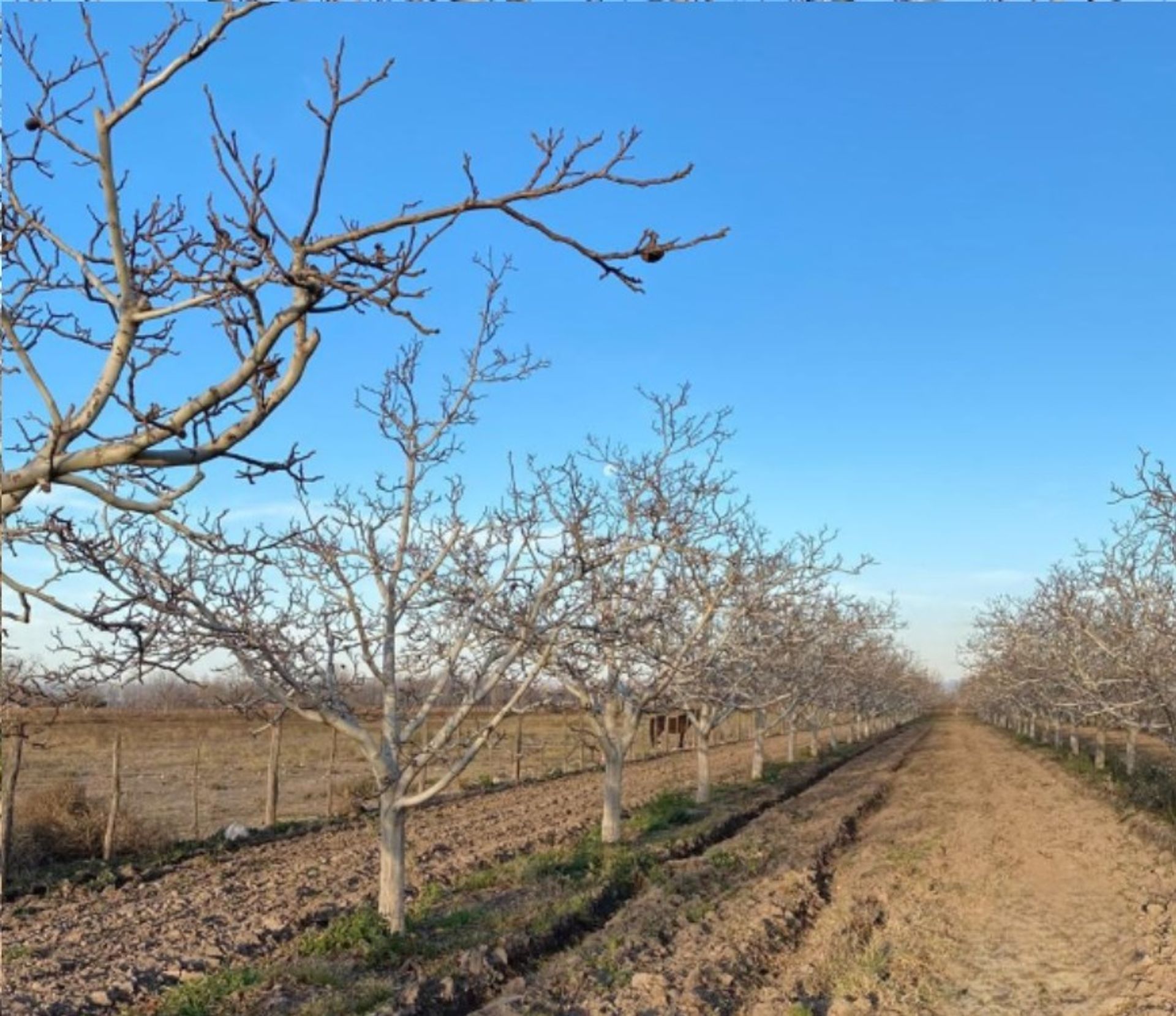 Campo en Venta en San Carlos, Mendoza