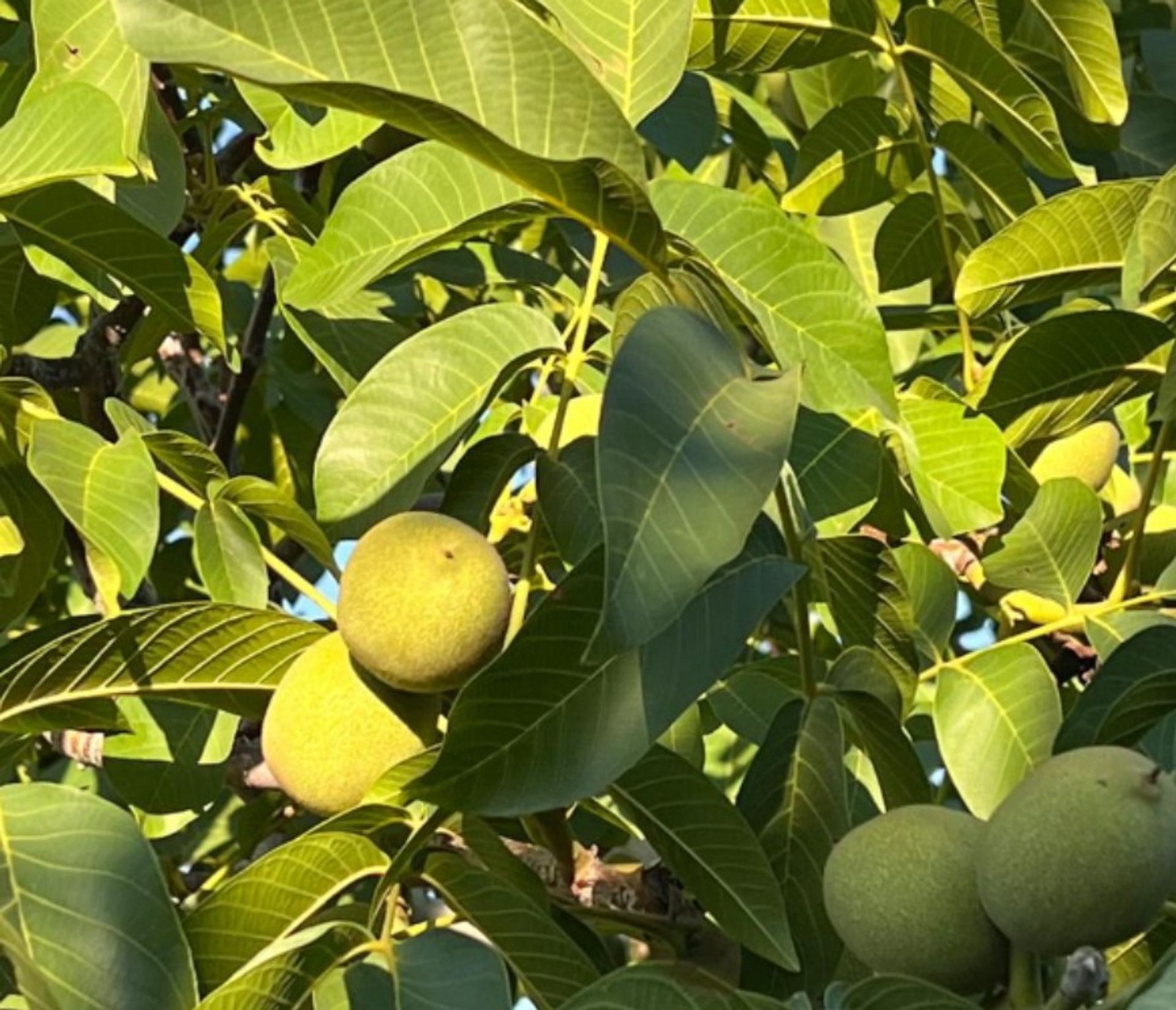 Campo en Venta en San Carlos, Mendoza