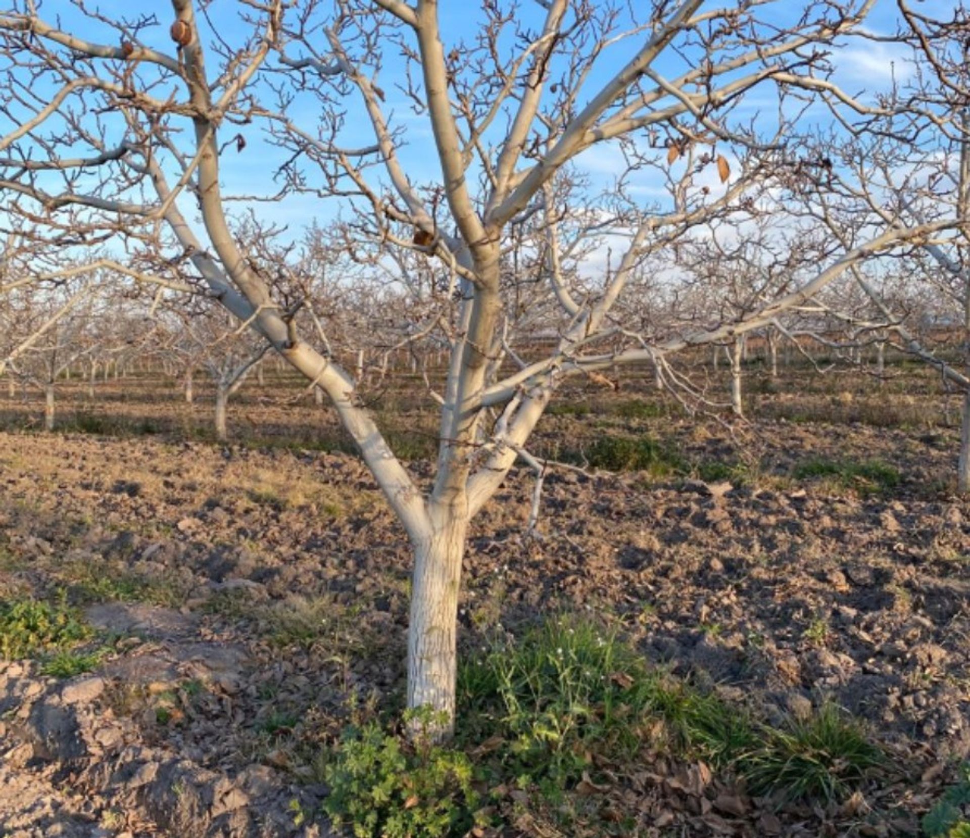 Campo en Venta en San Carlos, Mendoza