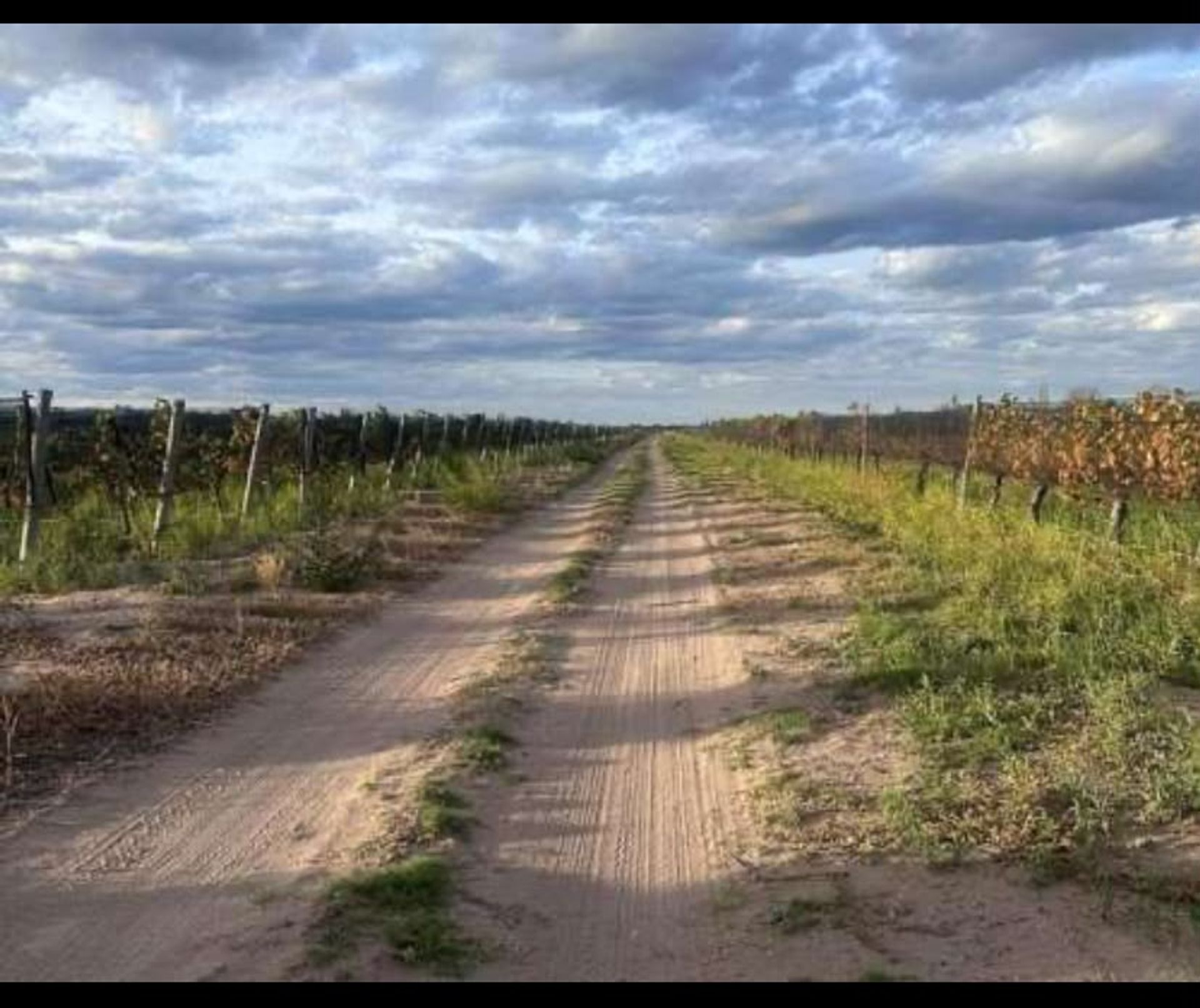 Campo en Venta en Santa Rosa, Mendoza