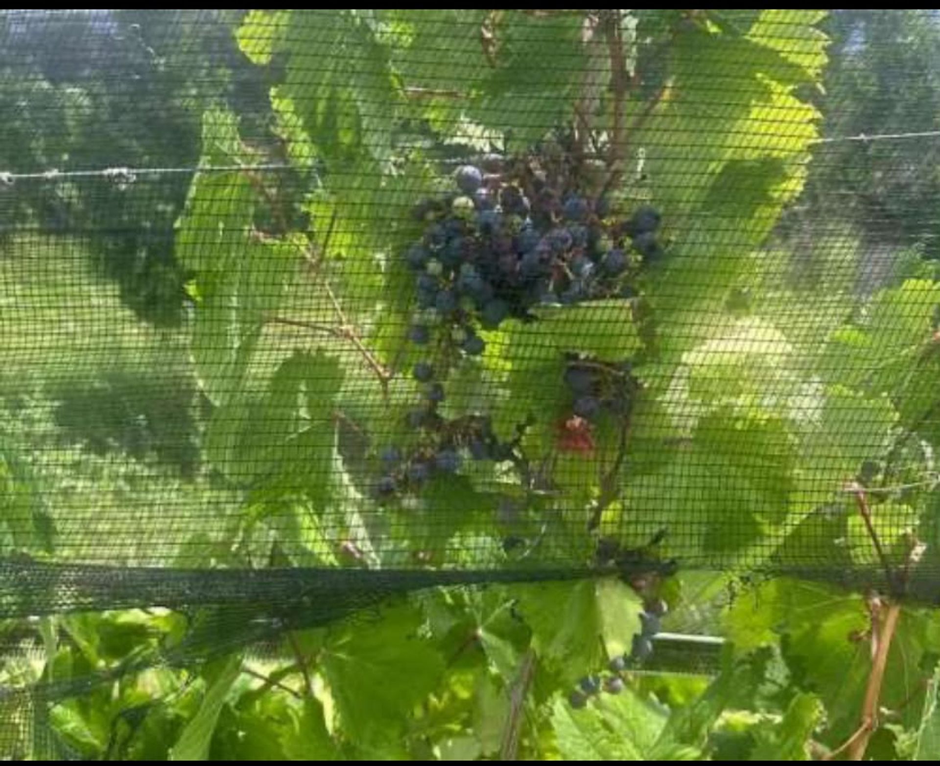Campo en Venta en Santa Rosa, Mendoza