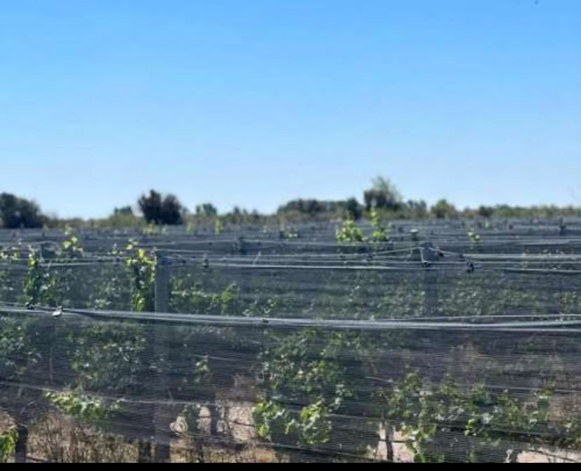 Campo en Venta en Santa Rosa, Mendoza