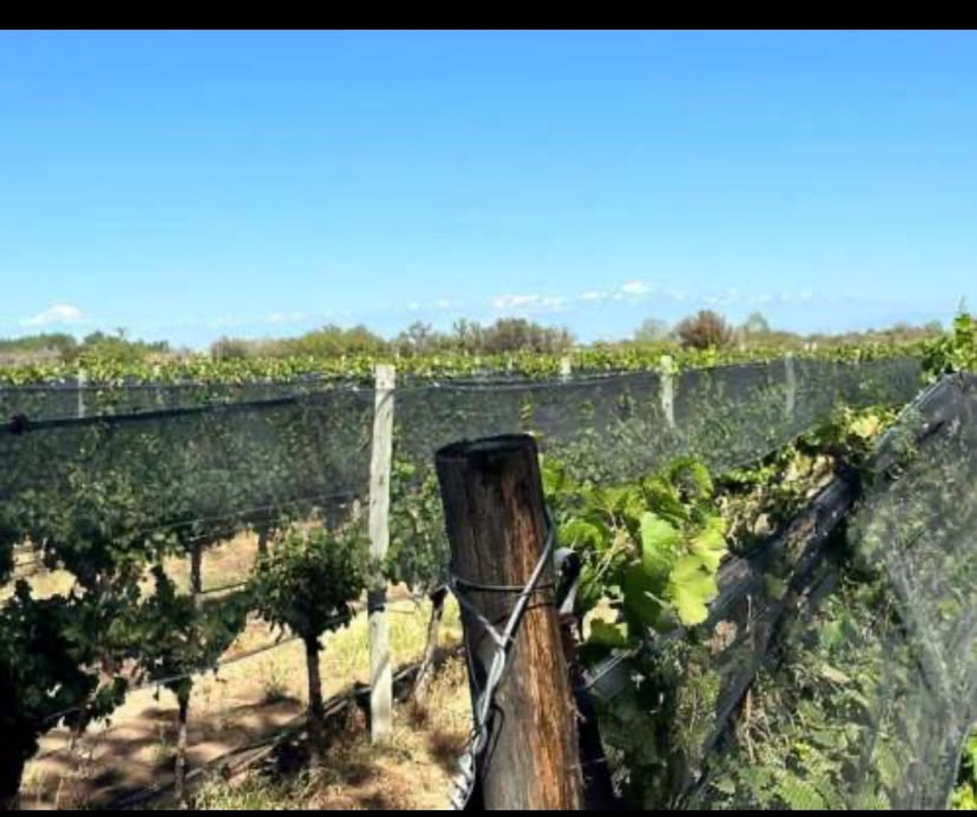 Campo en Venta en Santa Rosa, Mendoza