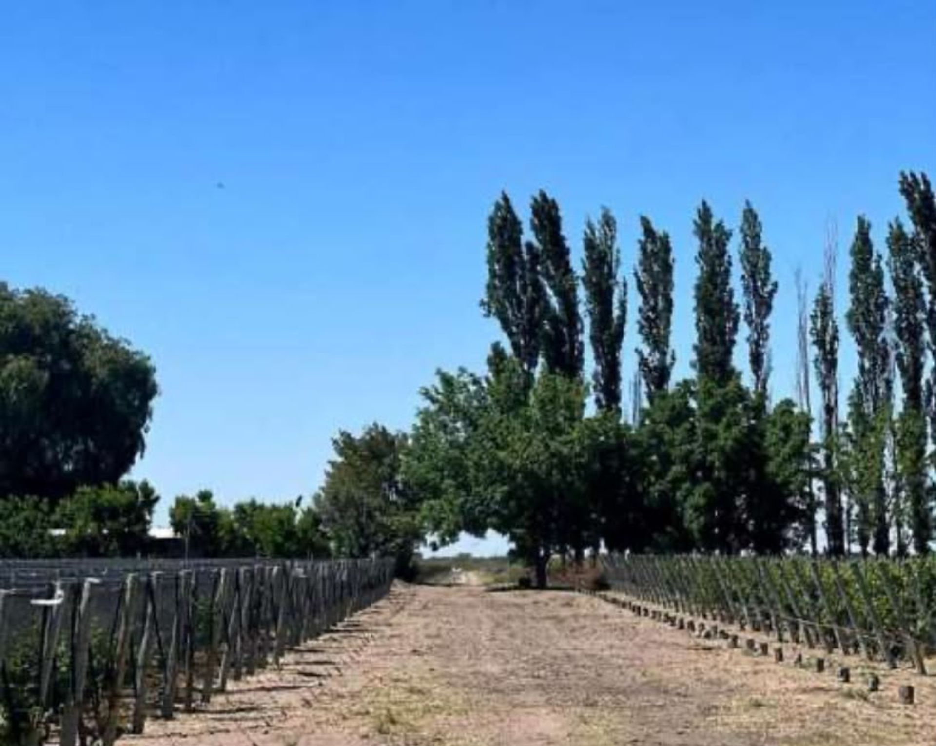 Campo en Venta en Santa Rosa, Mendoza