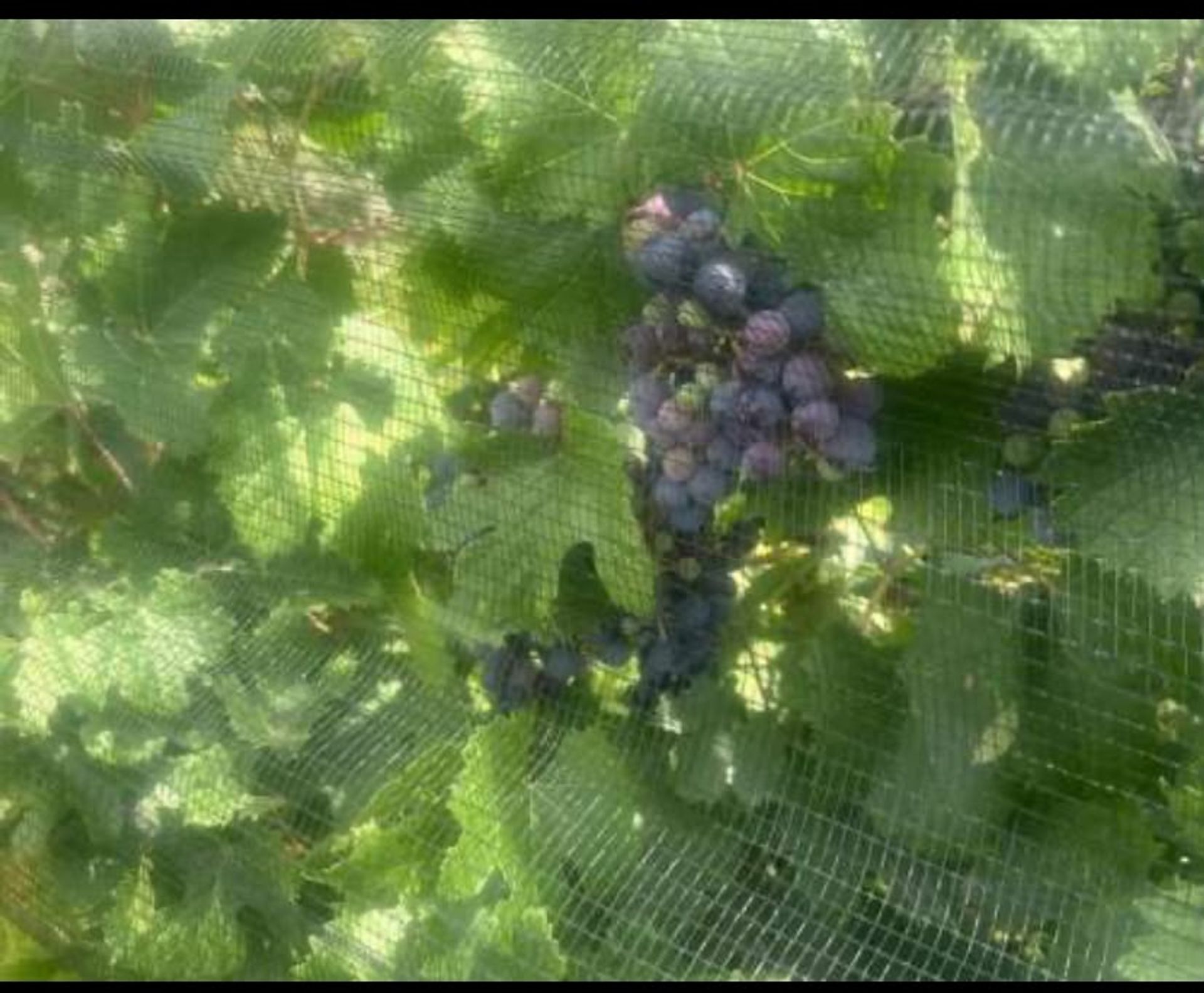 Campo en Venta en Santa Rosa, Mendoza