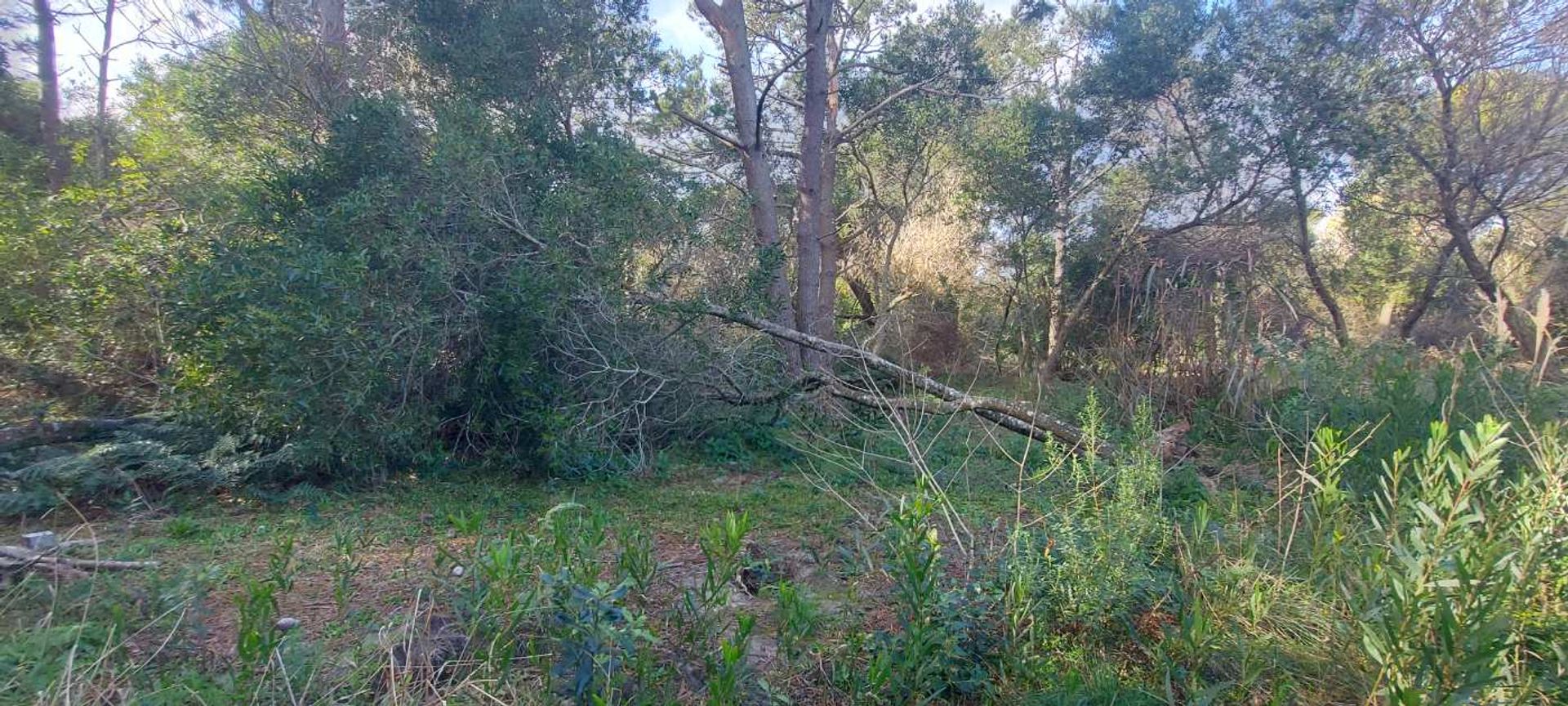 TERRENO EN VENTA A 400 M DEL MAR S. I. LA PEDRERA - 15