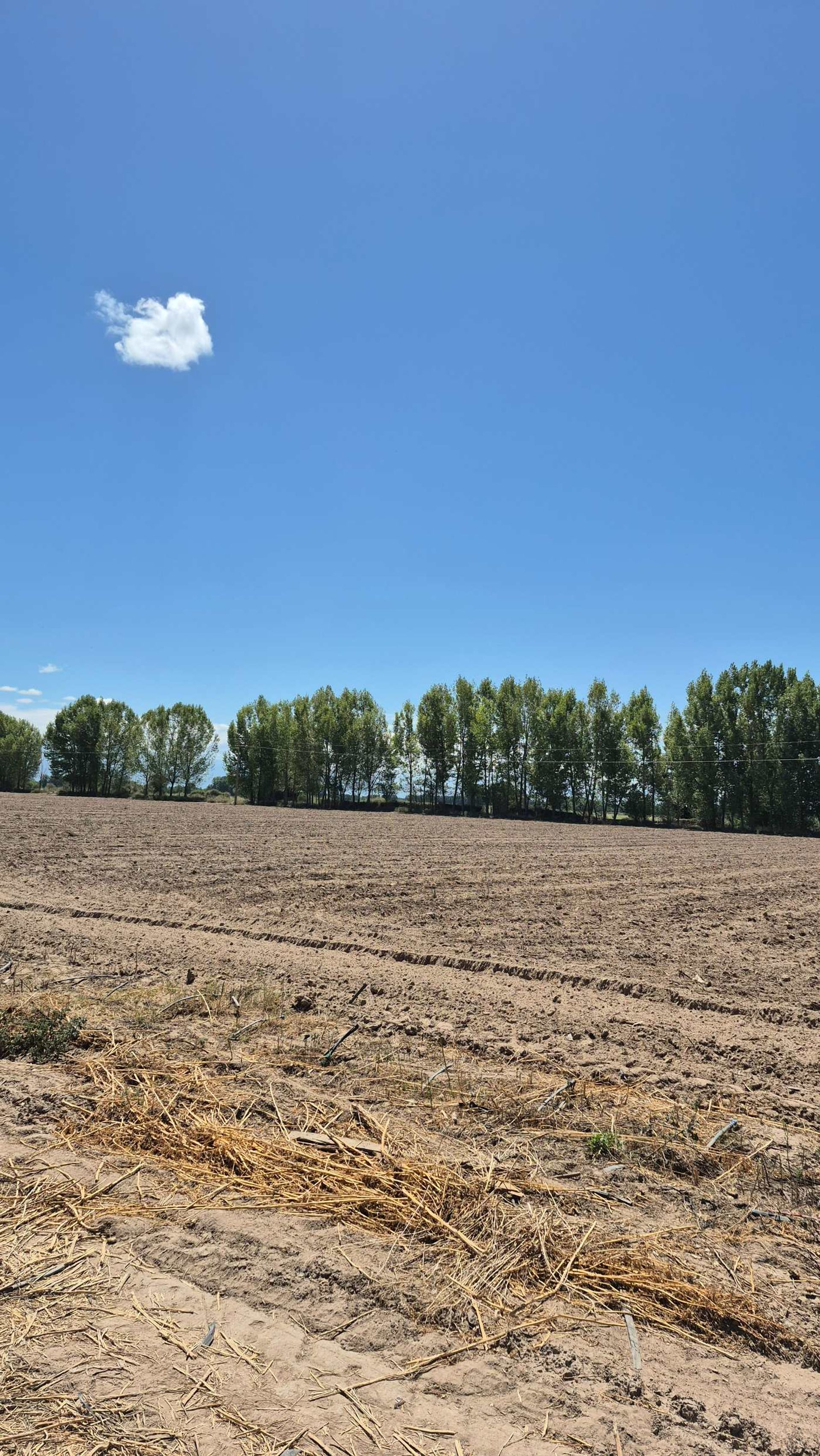 Campo en Venta en San Carlos, Mendoza