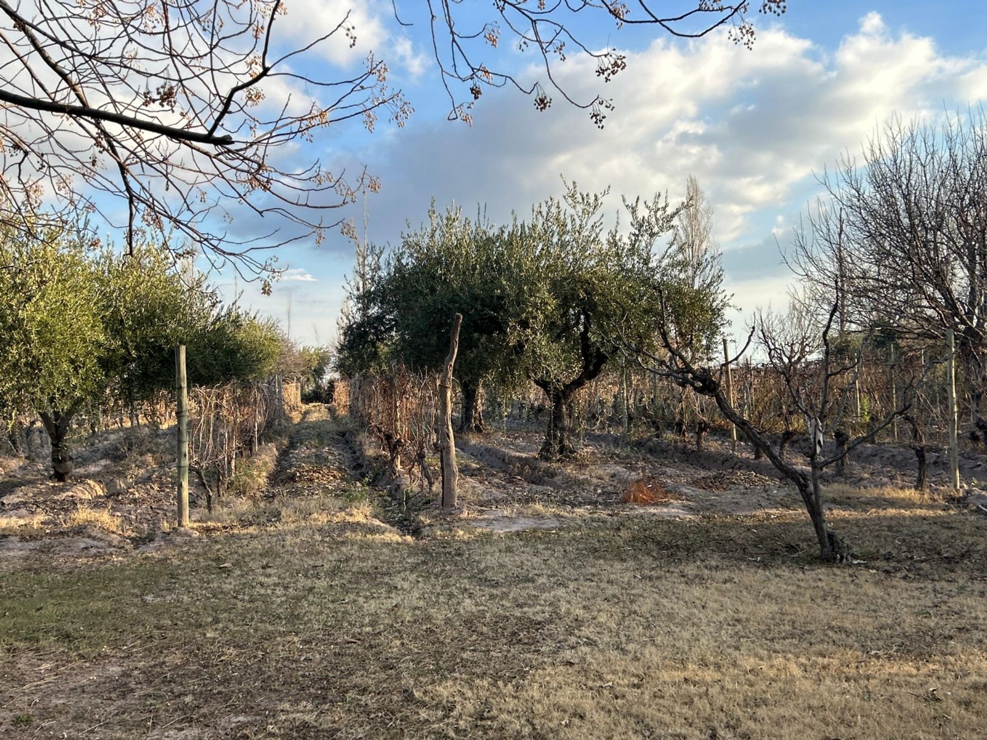 Casa Quinta en Venta en Maipu, Mendoza