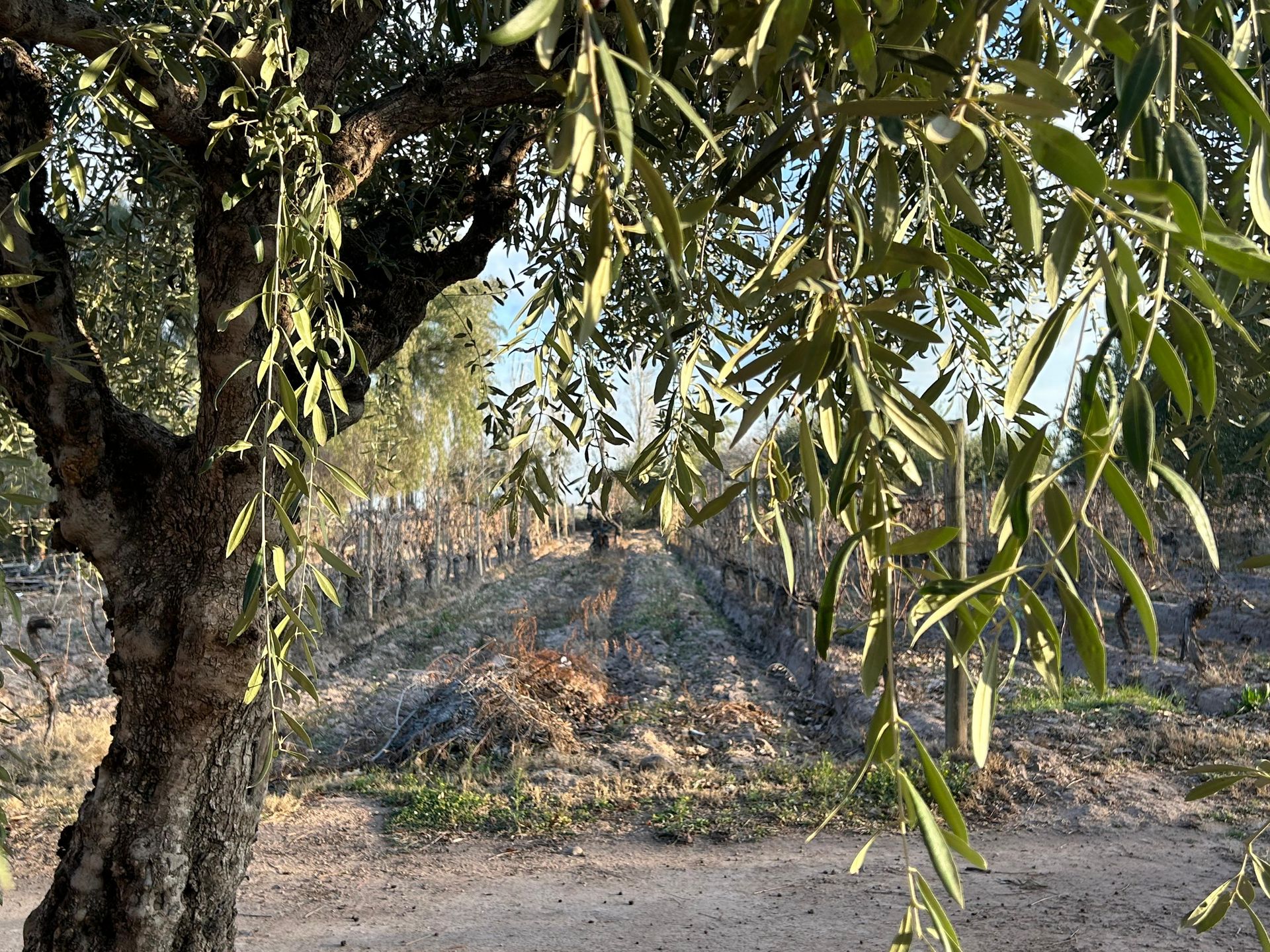 Casa Quinta en Venta en Maipu, Mendoza