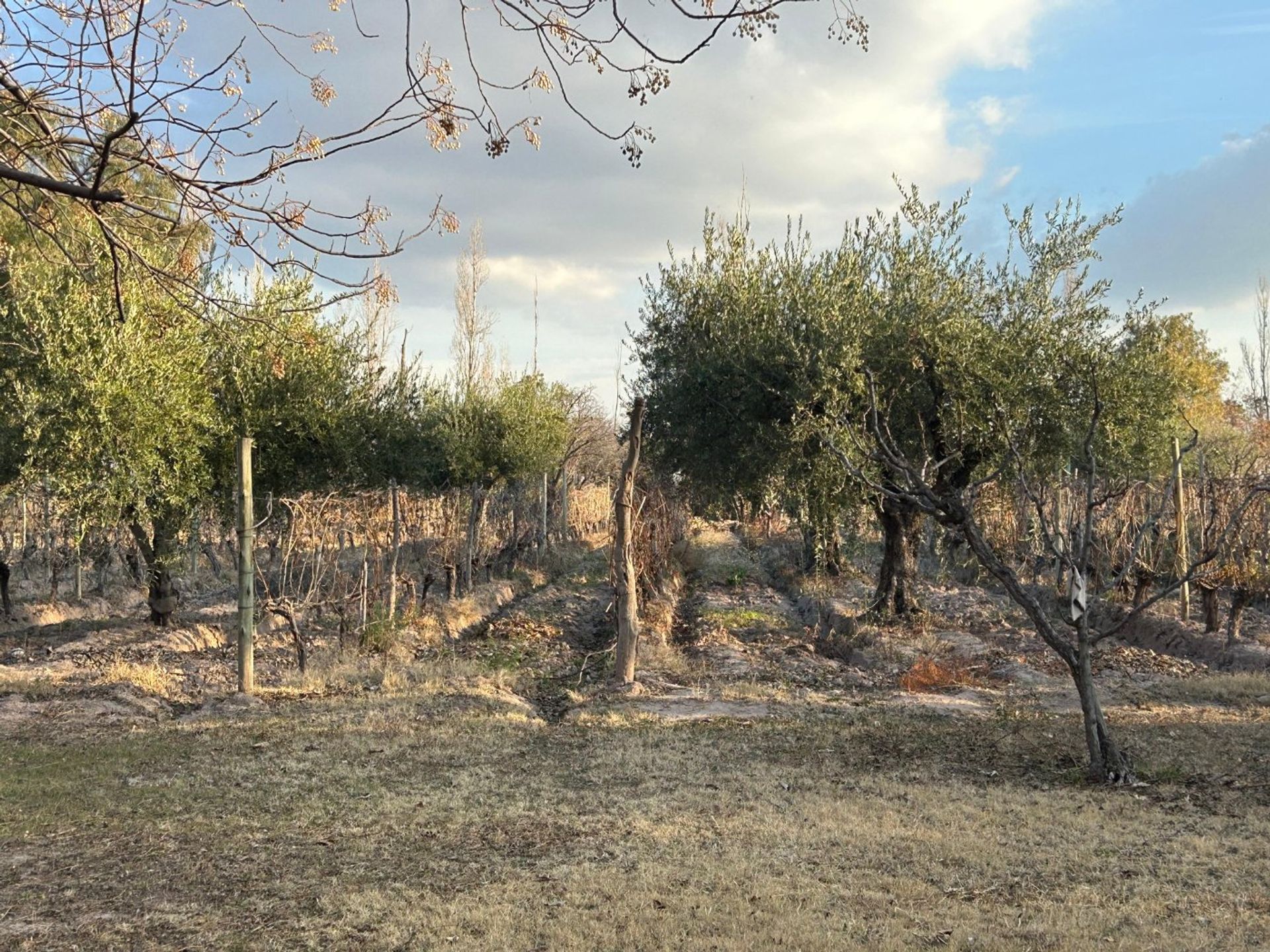 Casa Quinta en Venta en Maipu, Mendoza