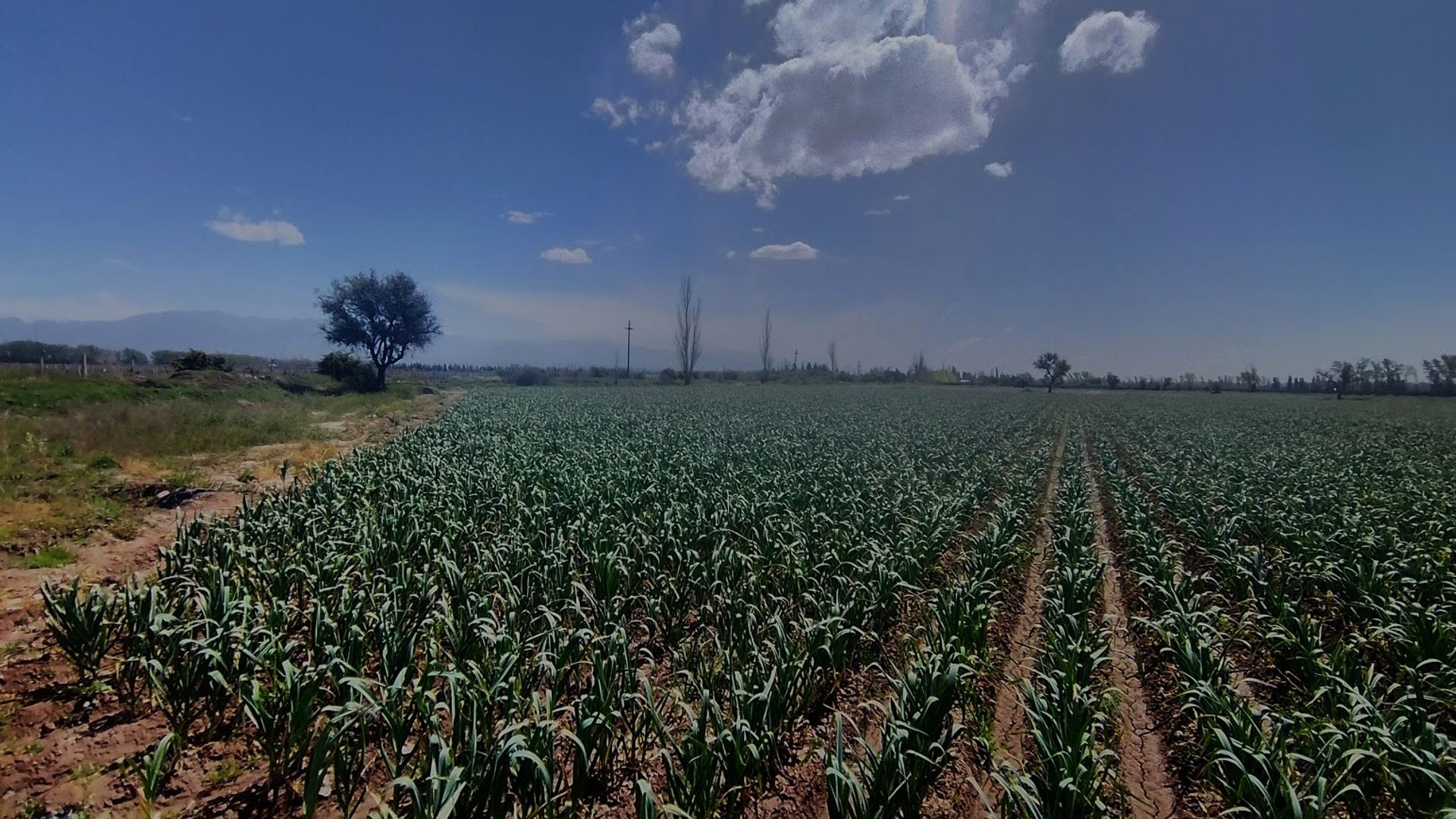 Lote en Venta en Lujan de Cuyo, Mendoza - USD 364.000 | Inmoup - 10