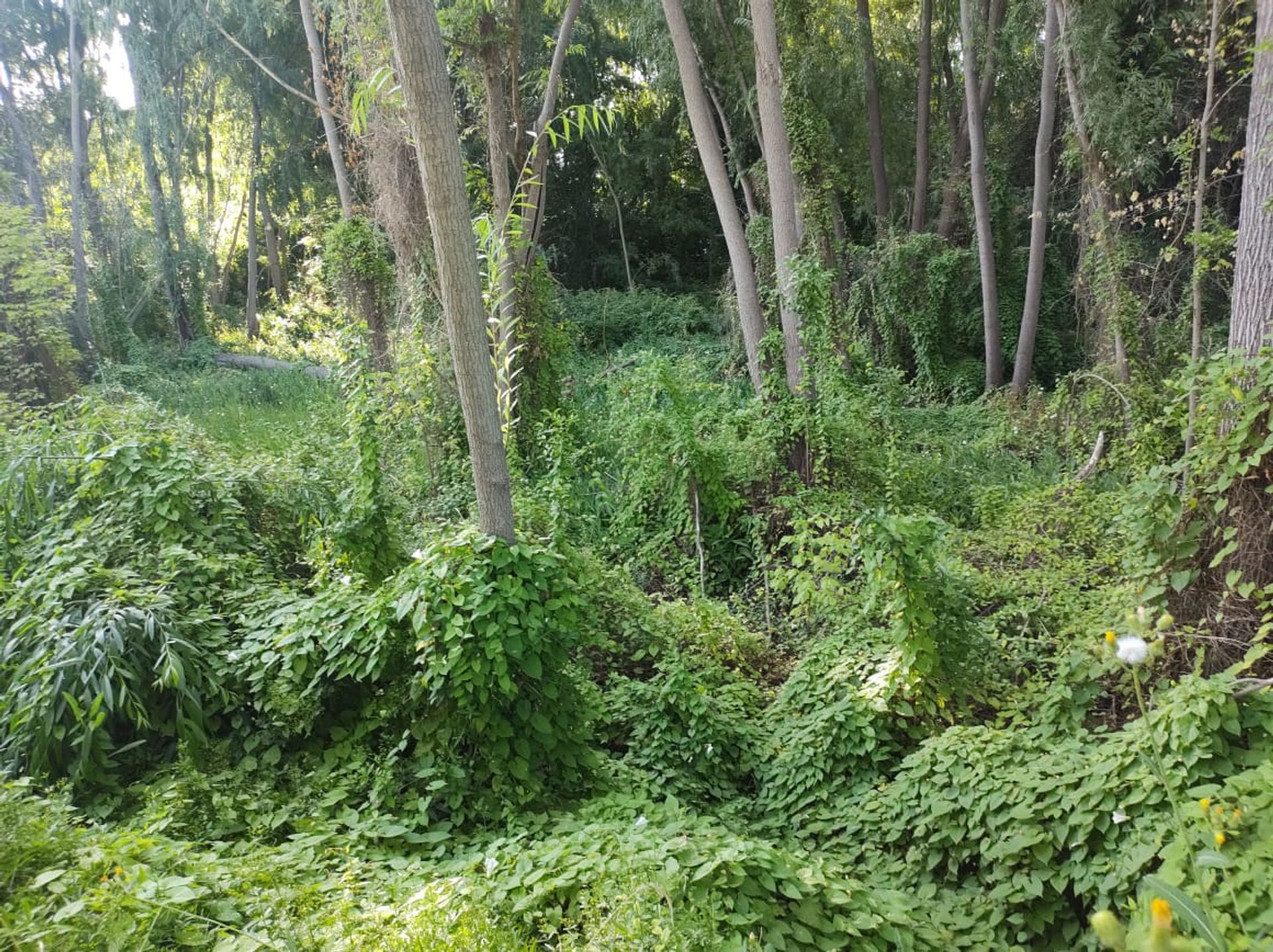 Lote en Venta en Tunuyan, Mendoza