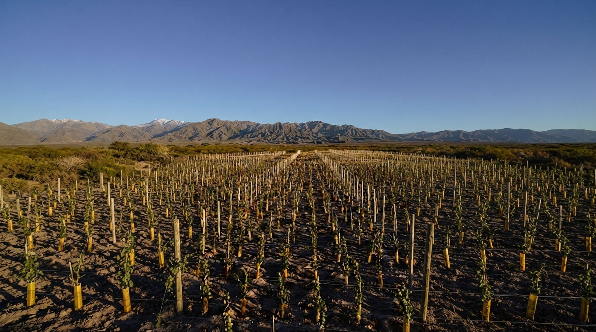 Lote en Venta en Lujan de Cuyo, Mendoza