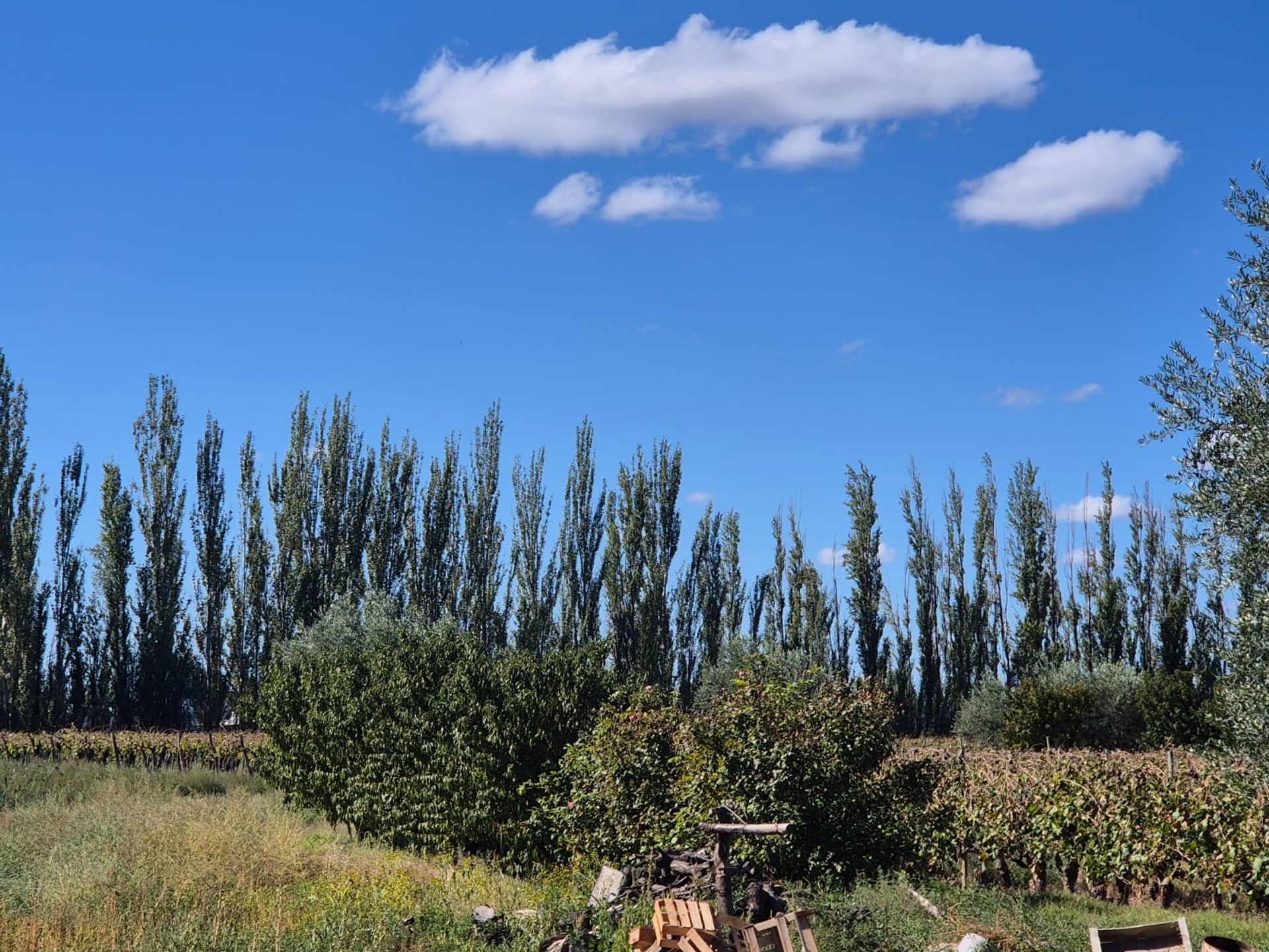 Campo en Venta en San Martin, Mendoza