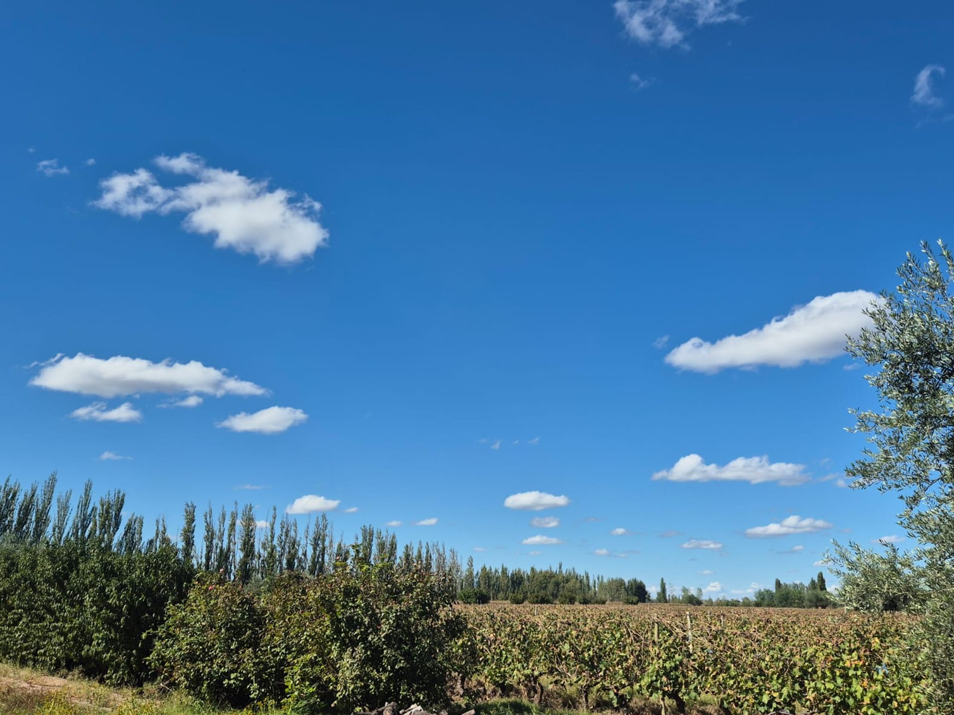 Campo en Venta en San Martin, Mendoza
