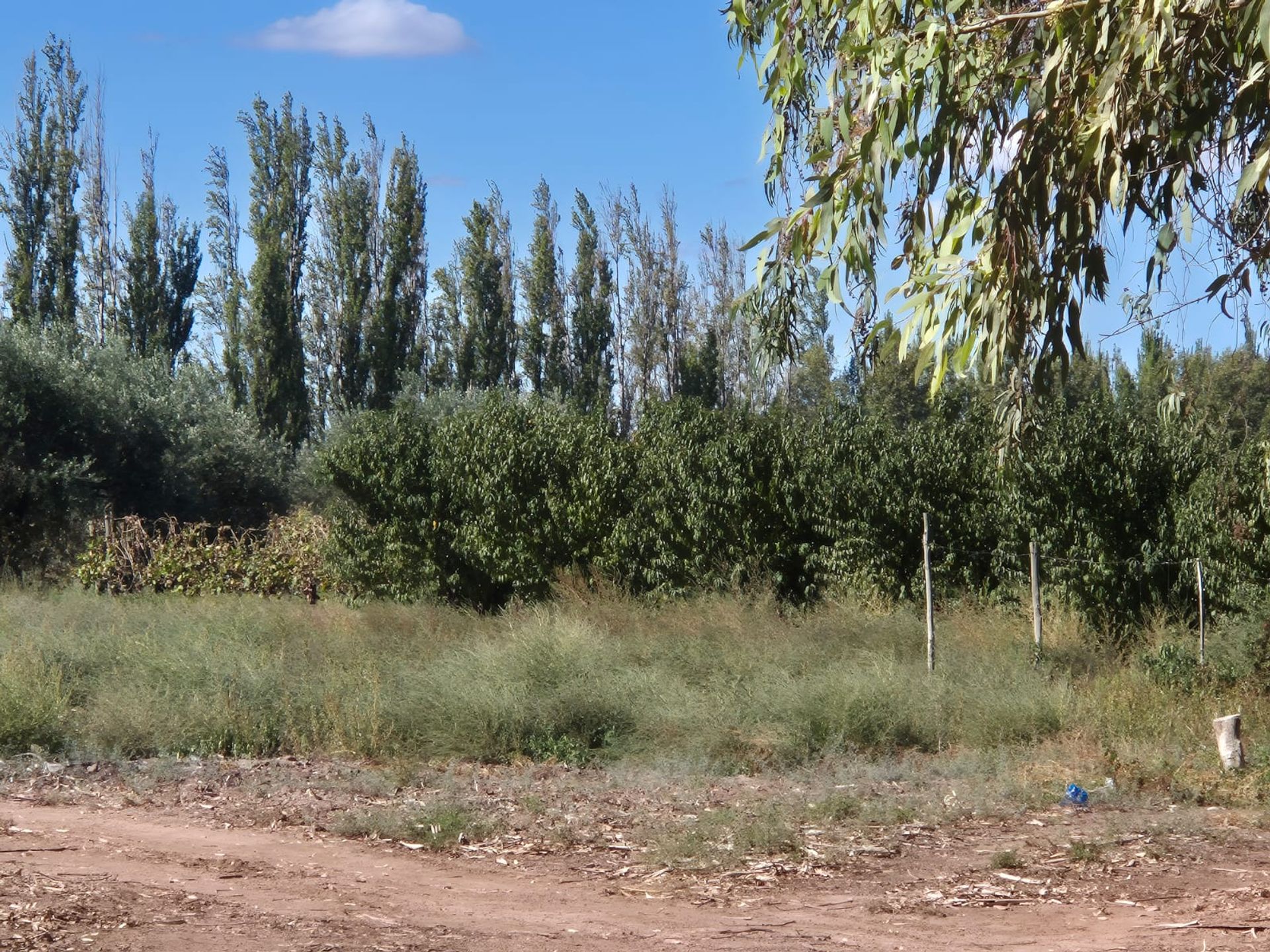 Campo en Venta en San Martin, Mendoza