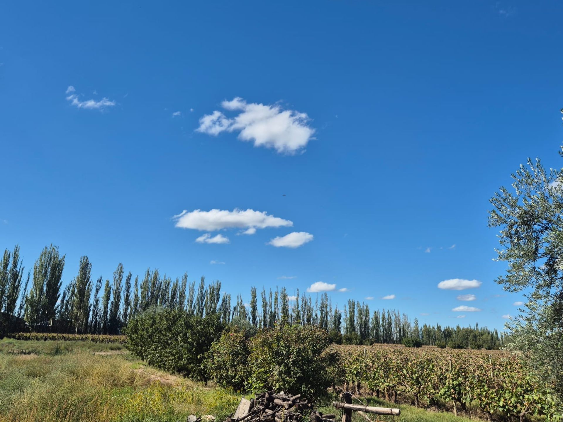 Campo en Venta en San Martin, Mendoza