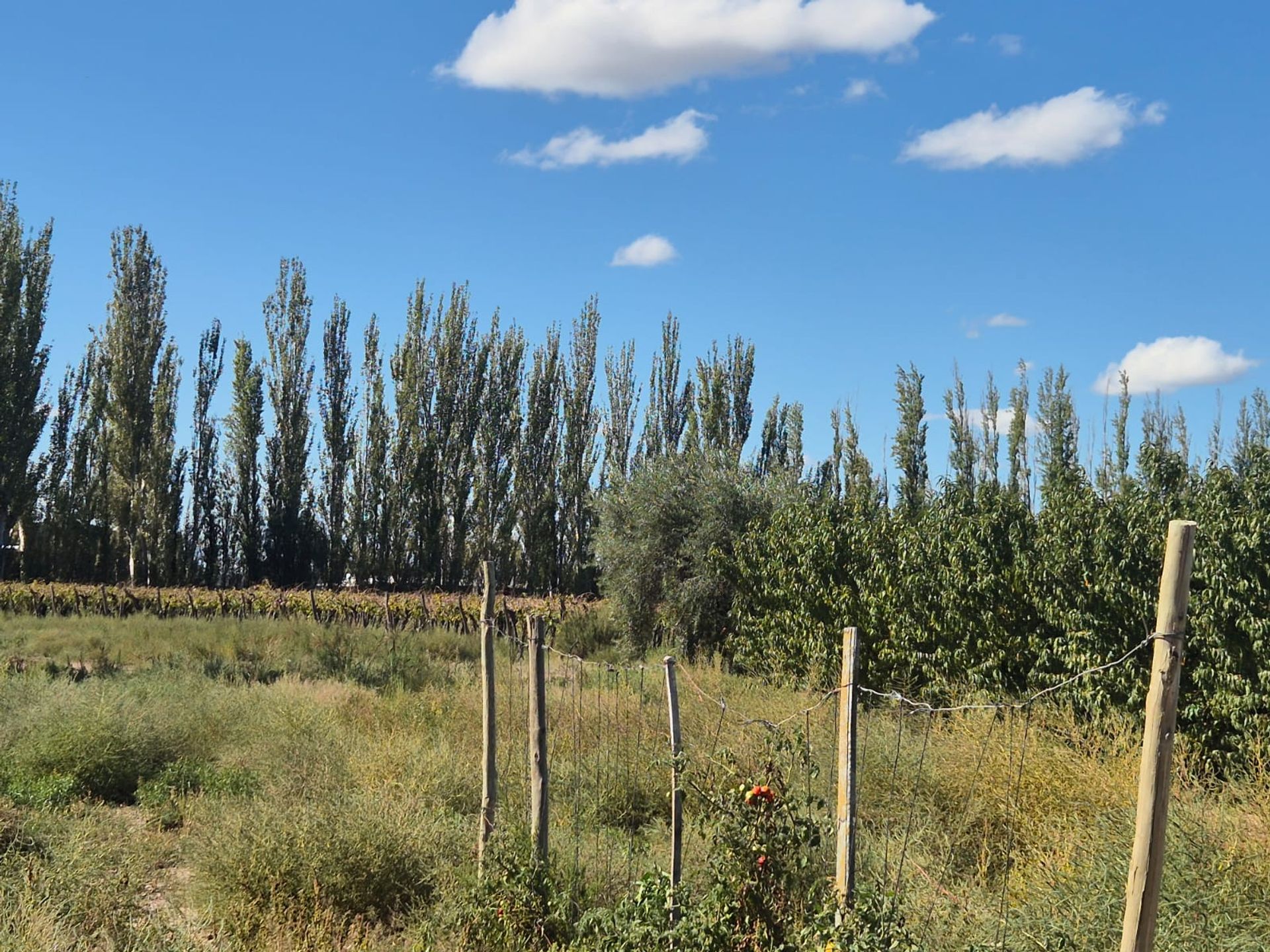 Campo en Venta en San Martin, Mendoza