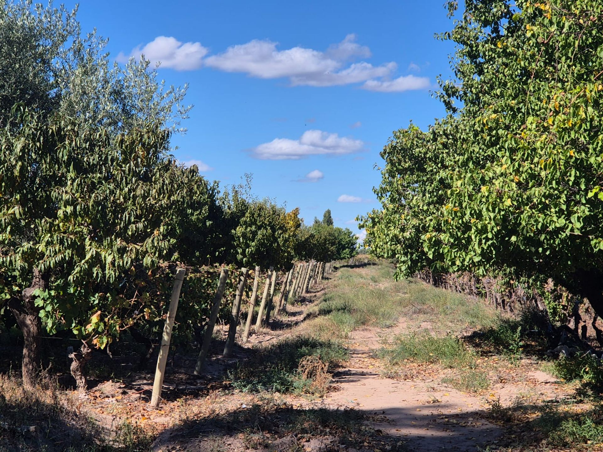 Campo en Venta en San Martin, Mendoza
