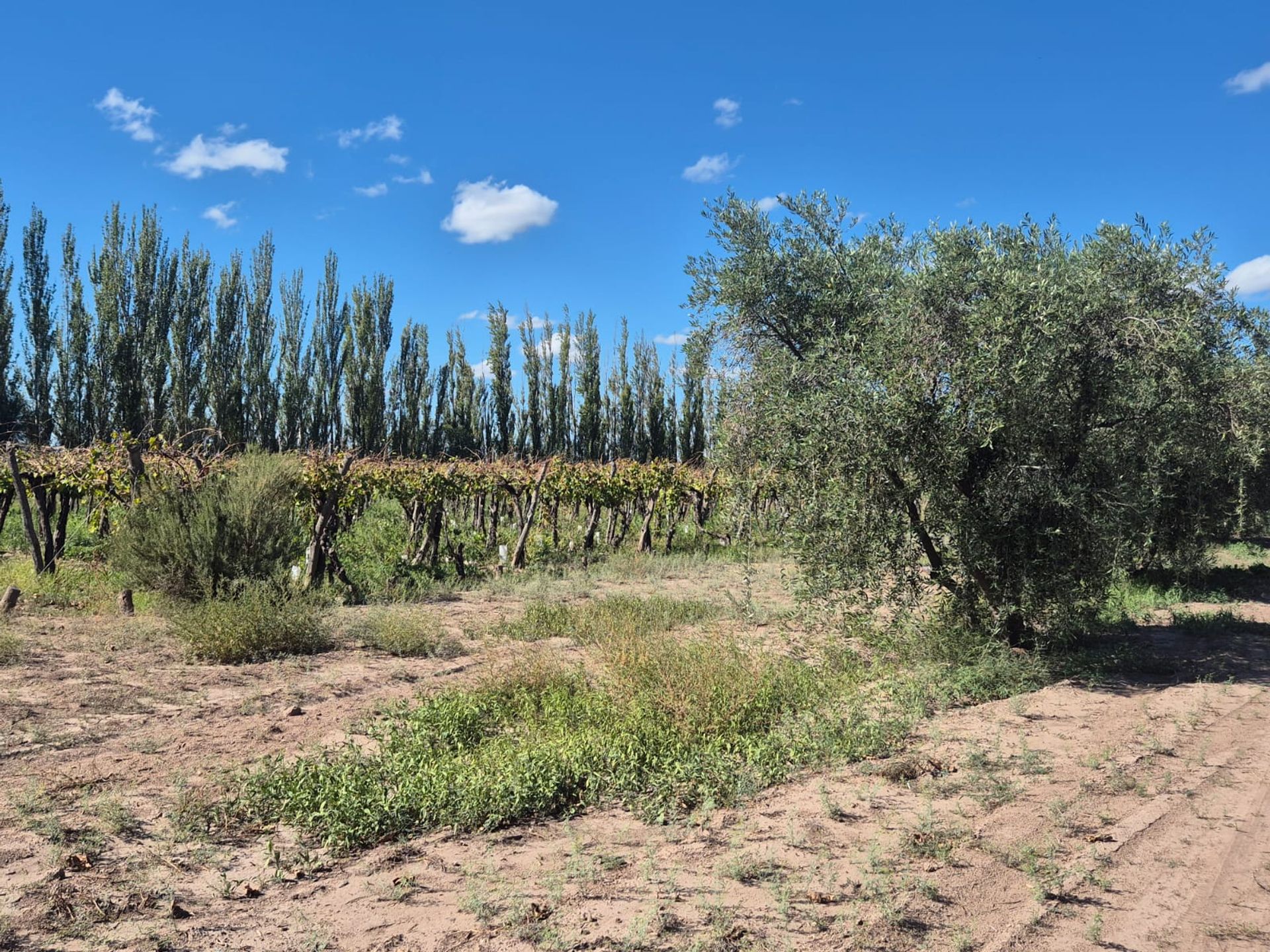 Campo en Venta en San Martin, Mendoza