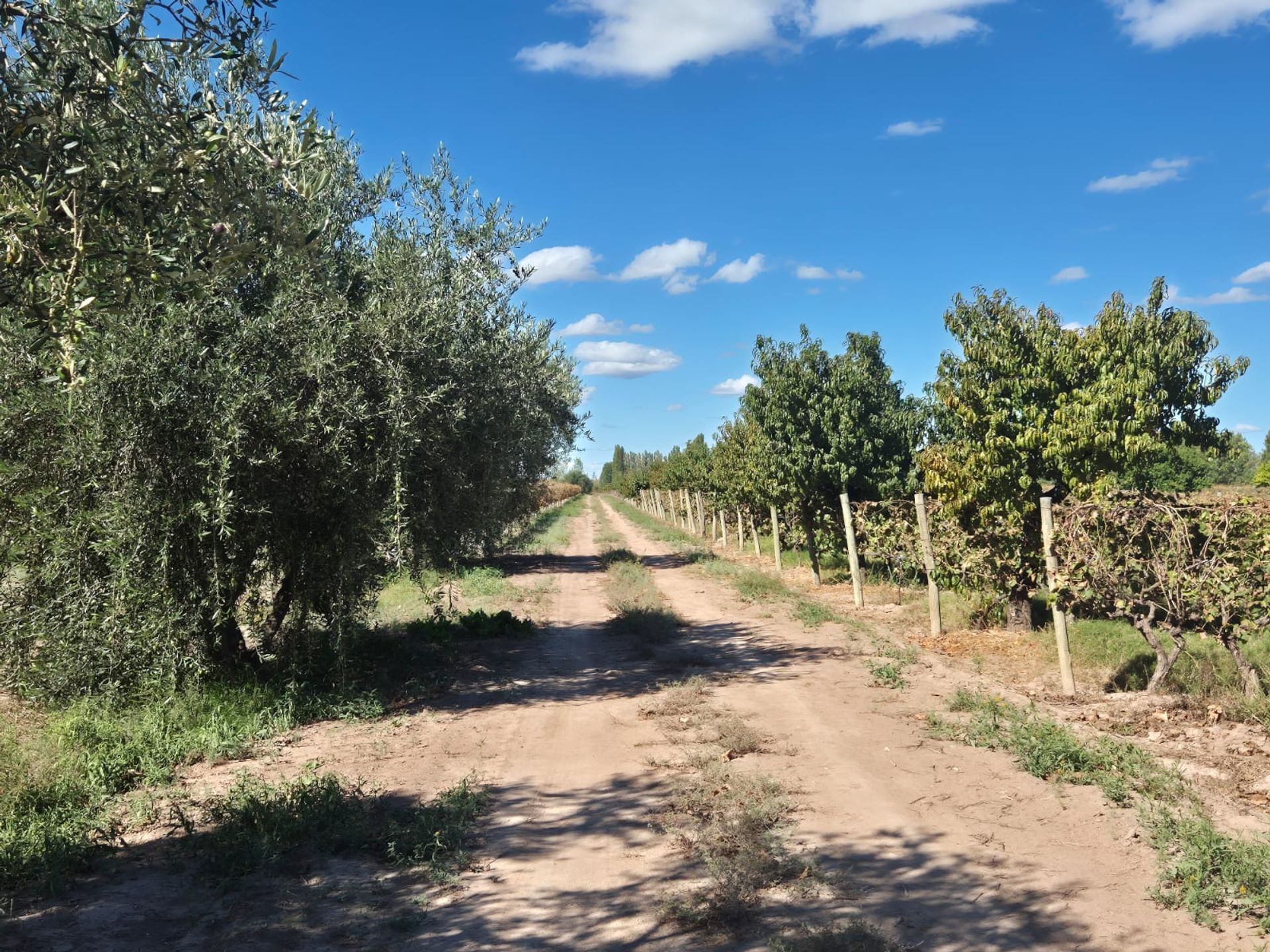 Campo en Venta en San Martin, Mendoza