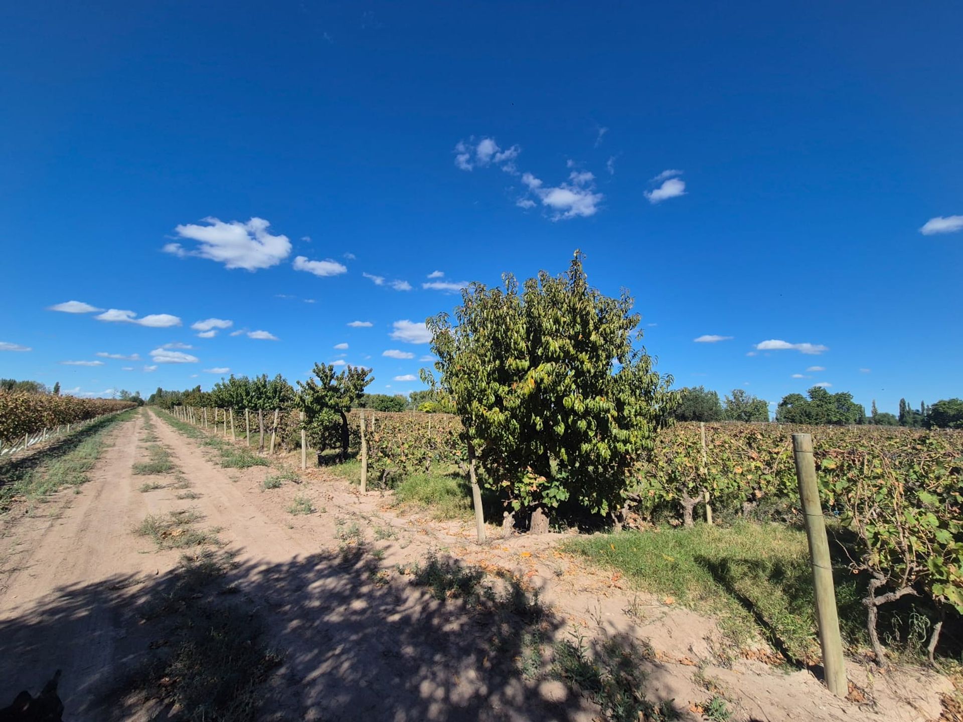 Campo en Venta en San Martin, Mendoza