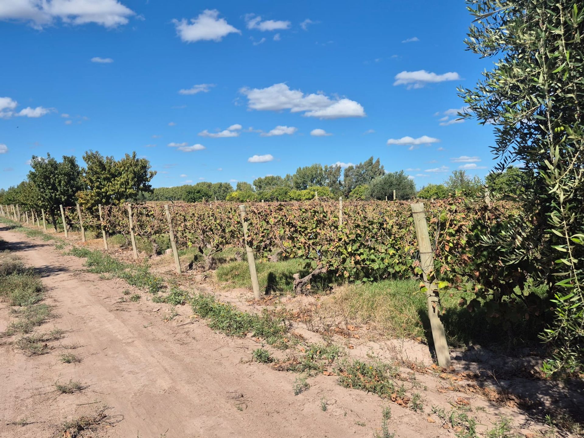 Campo en Venta en San Martin, Mendoza