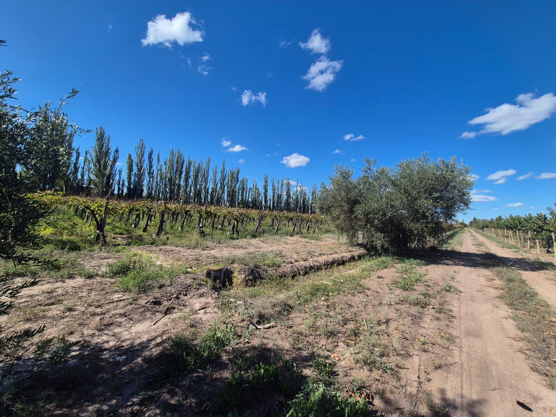 Campo en Venta en San Martin, Mendoza