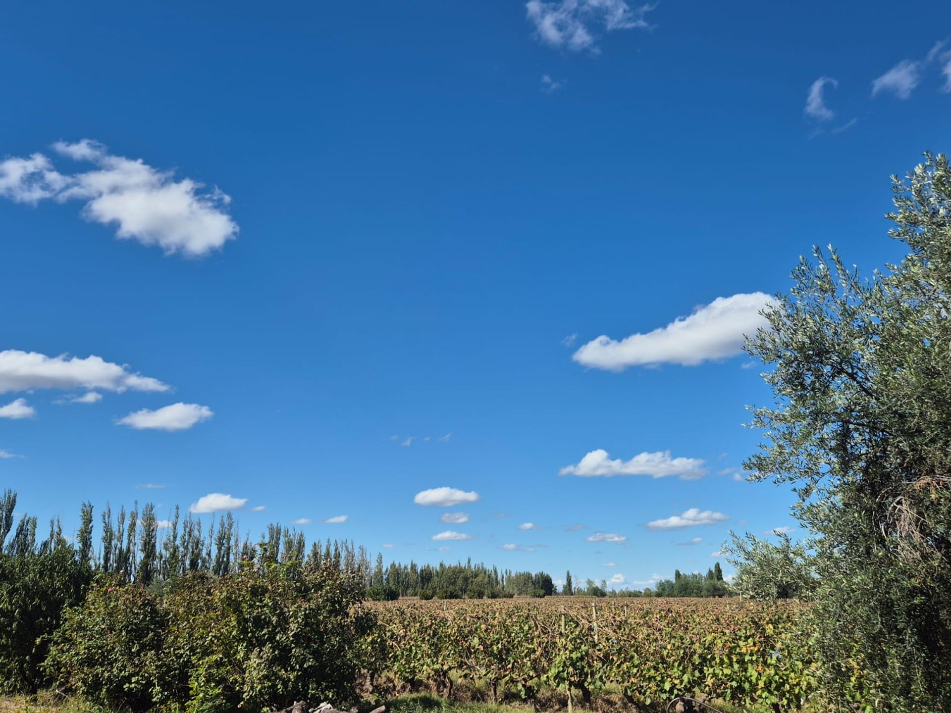 Campo en Venta en San Martin, Mendoza