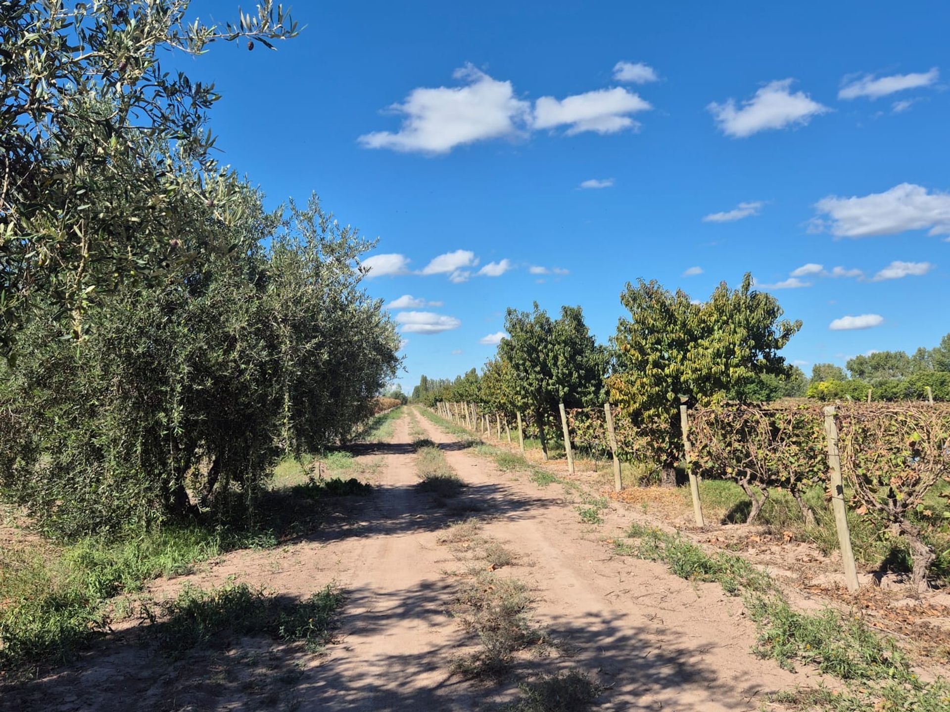 Campo en Venta en San Martin, Mendoza