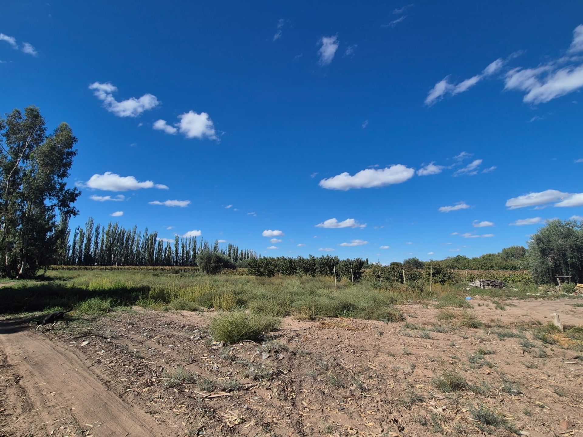 Campo en Venta en San Martin, Mendoza