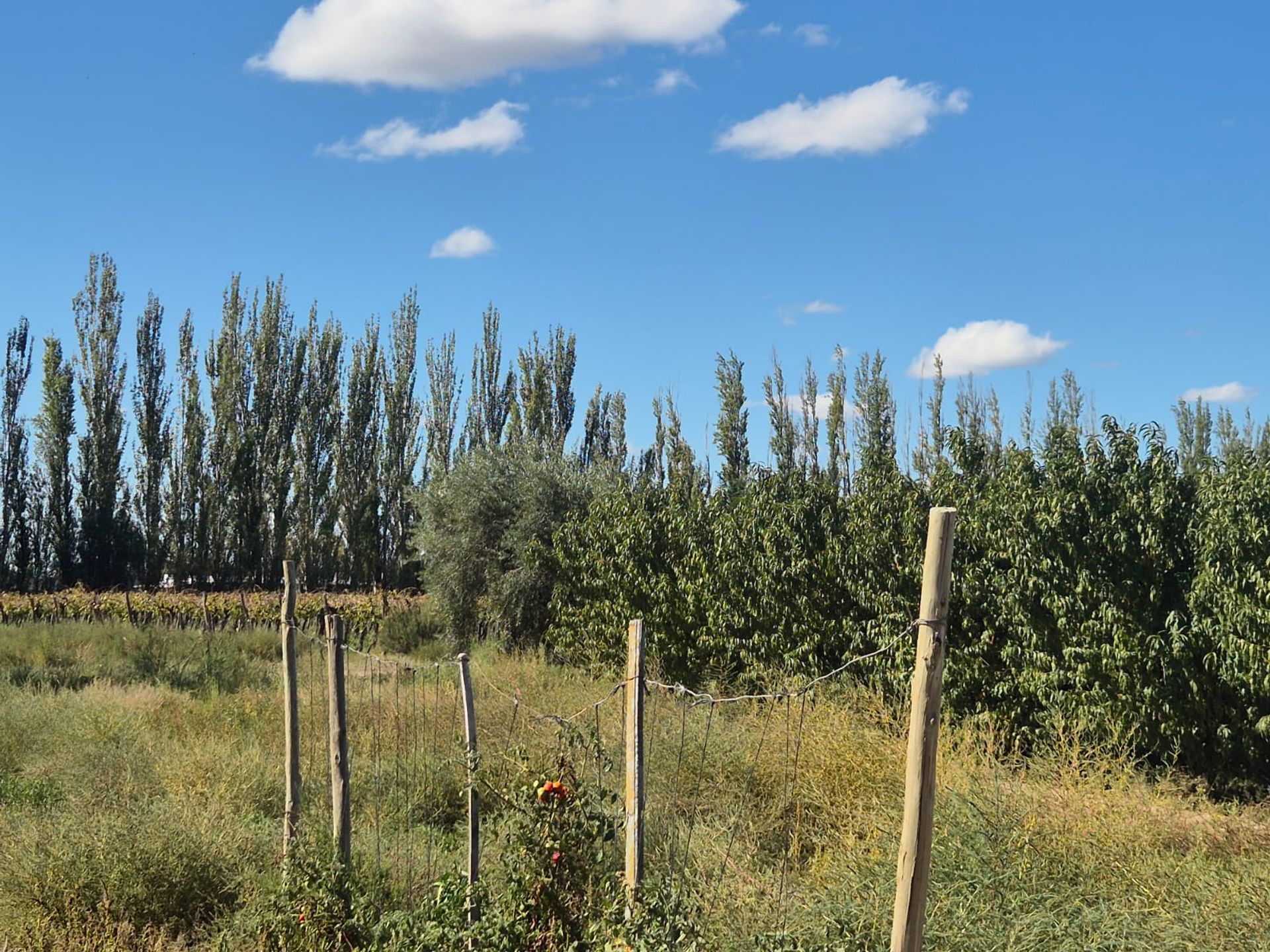 Campo en Venta en San Martin, Mendoza