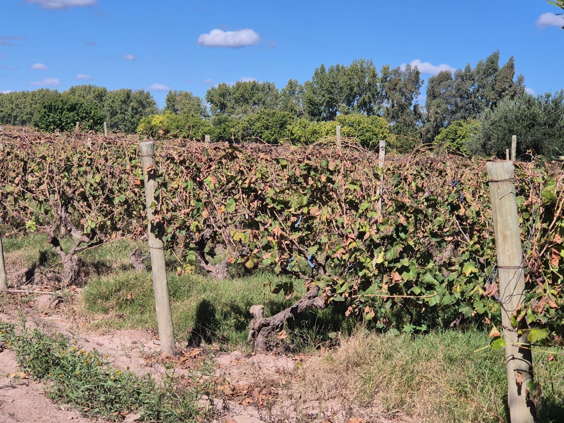Campo en Venta en San Martin, Mendoza