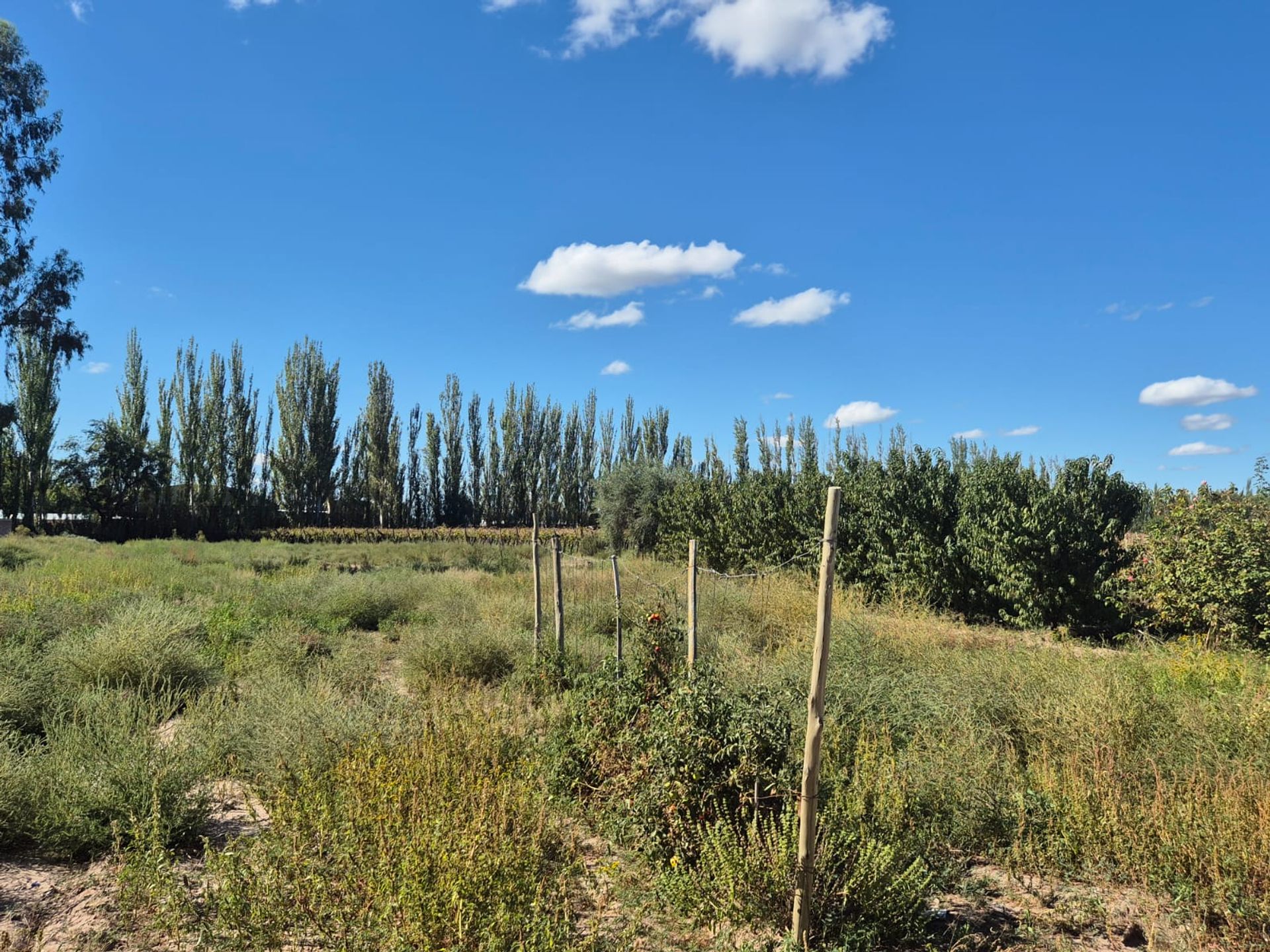 Campo en Venta en San Martin, Mendoza