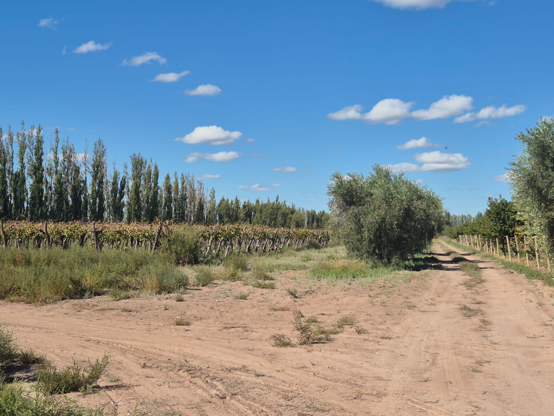 Campo en Venta en San Martin, Mendoza