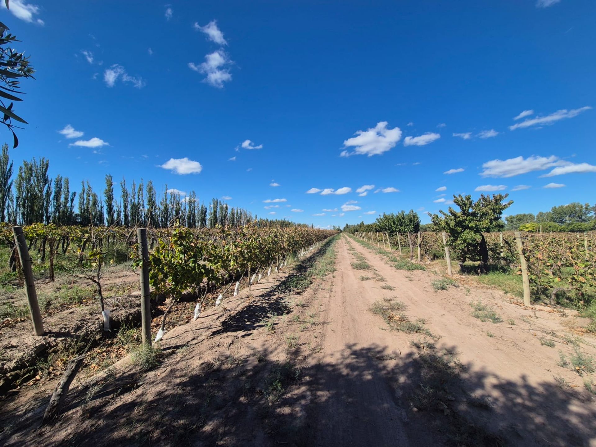 Campo en Venta en San Martin, Mendoza