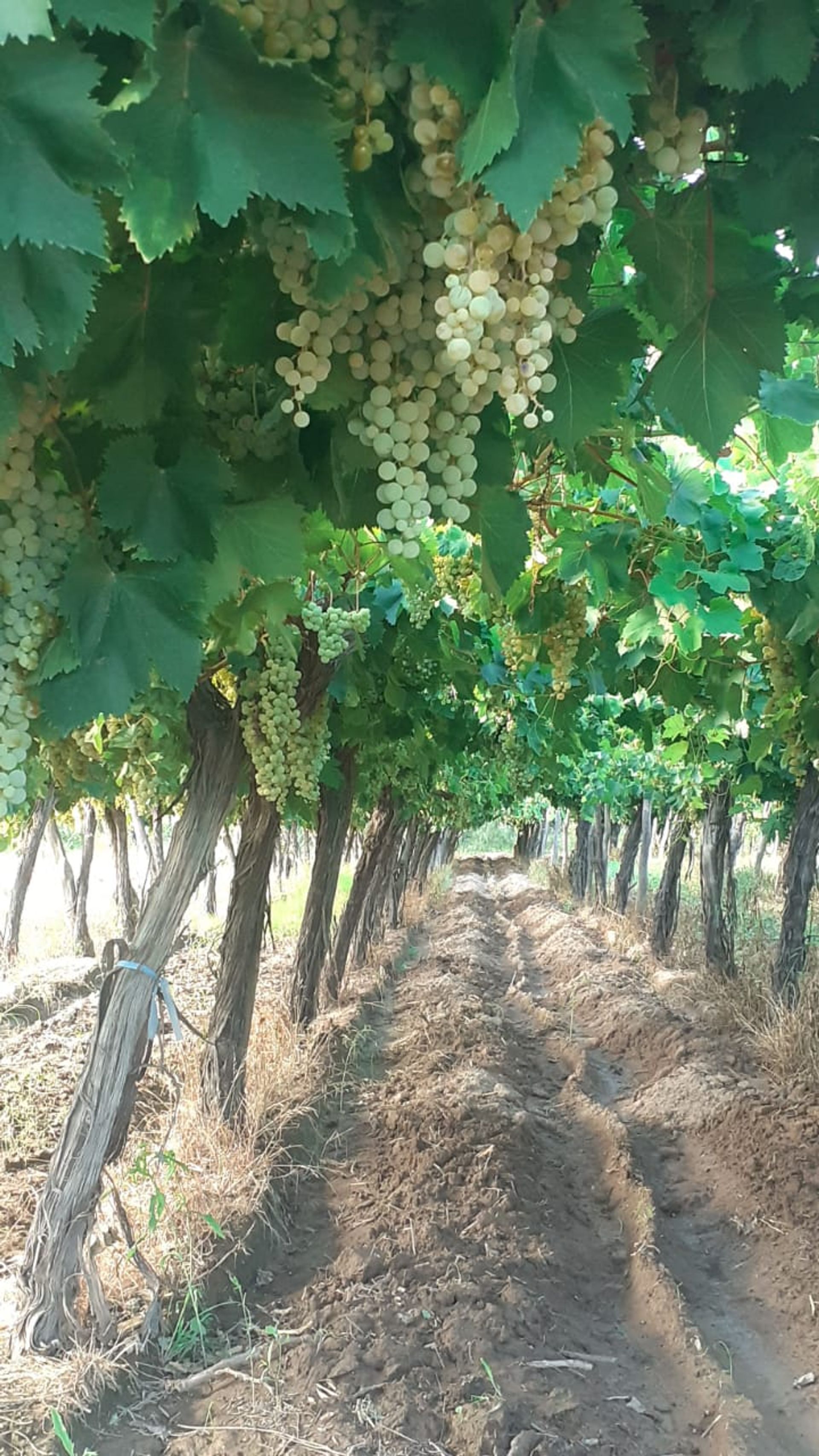 Campo en Venta en San Martin, Mendoza