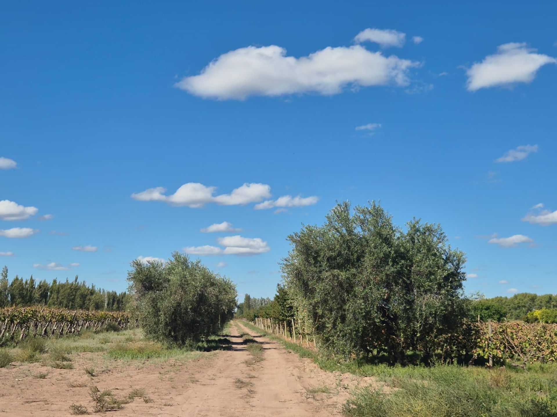Campo en Venta en San Martin, Mendoza