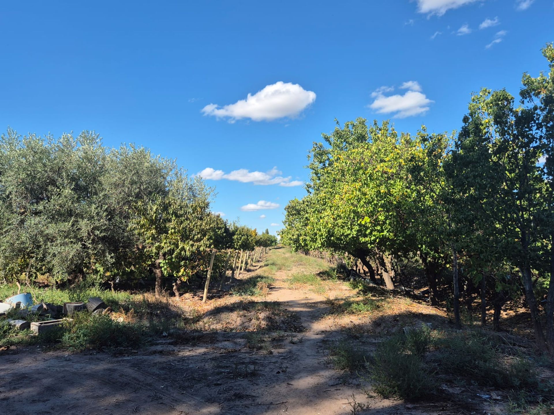 Campo en Venta en San Martin, Mendoza
