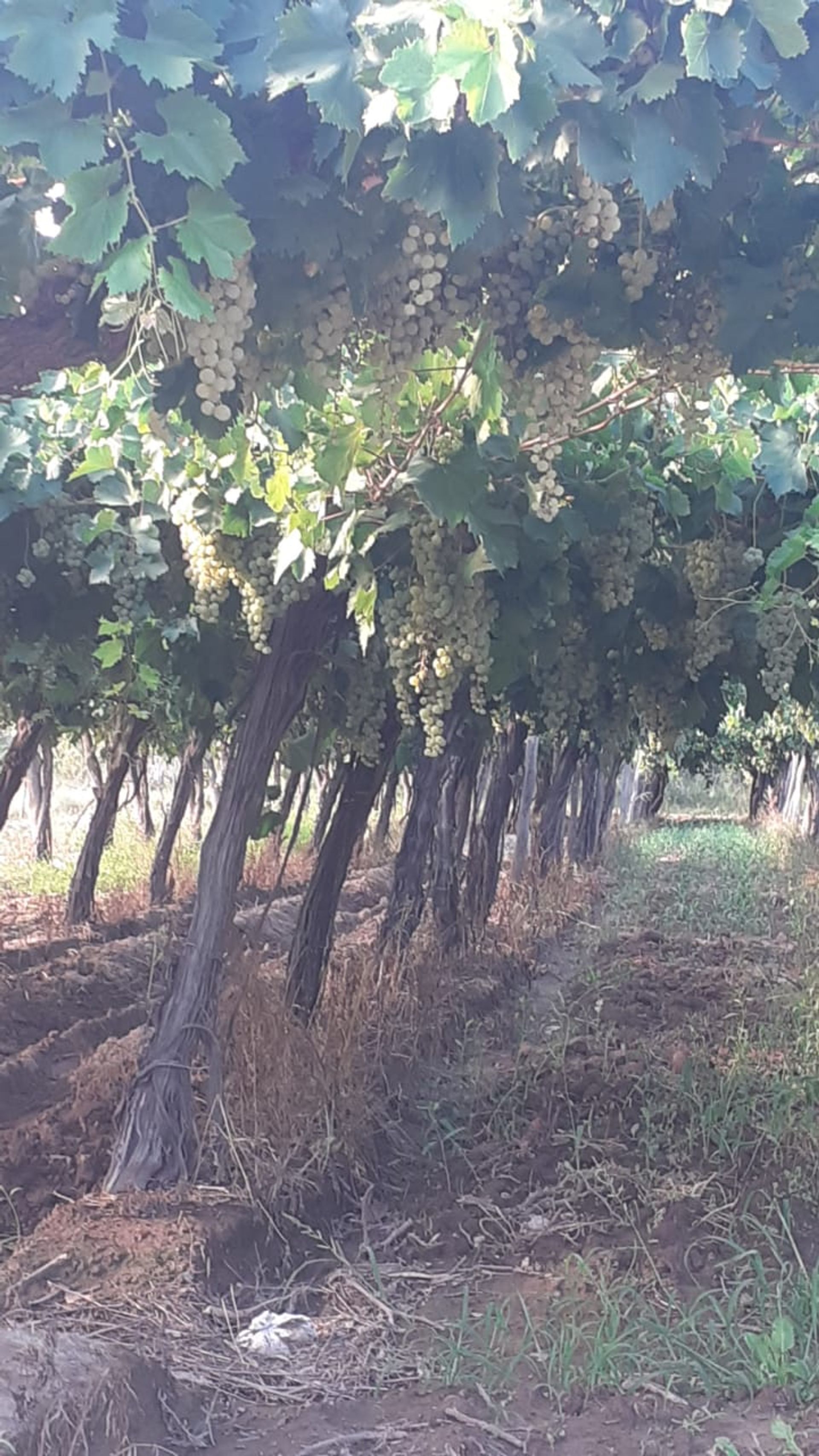Campo en Venta en San Martin, Mendoza