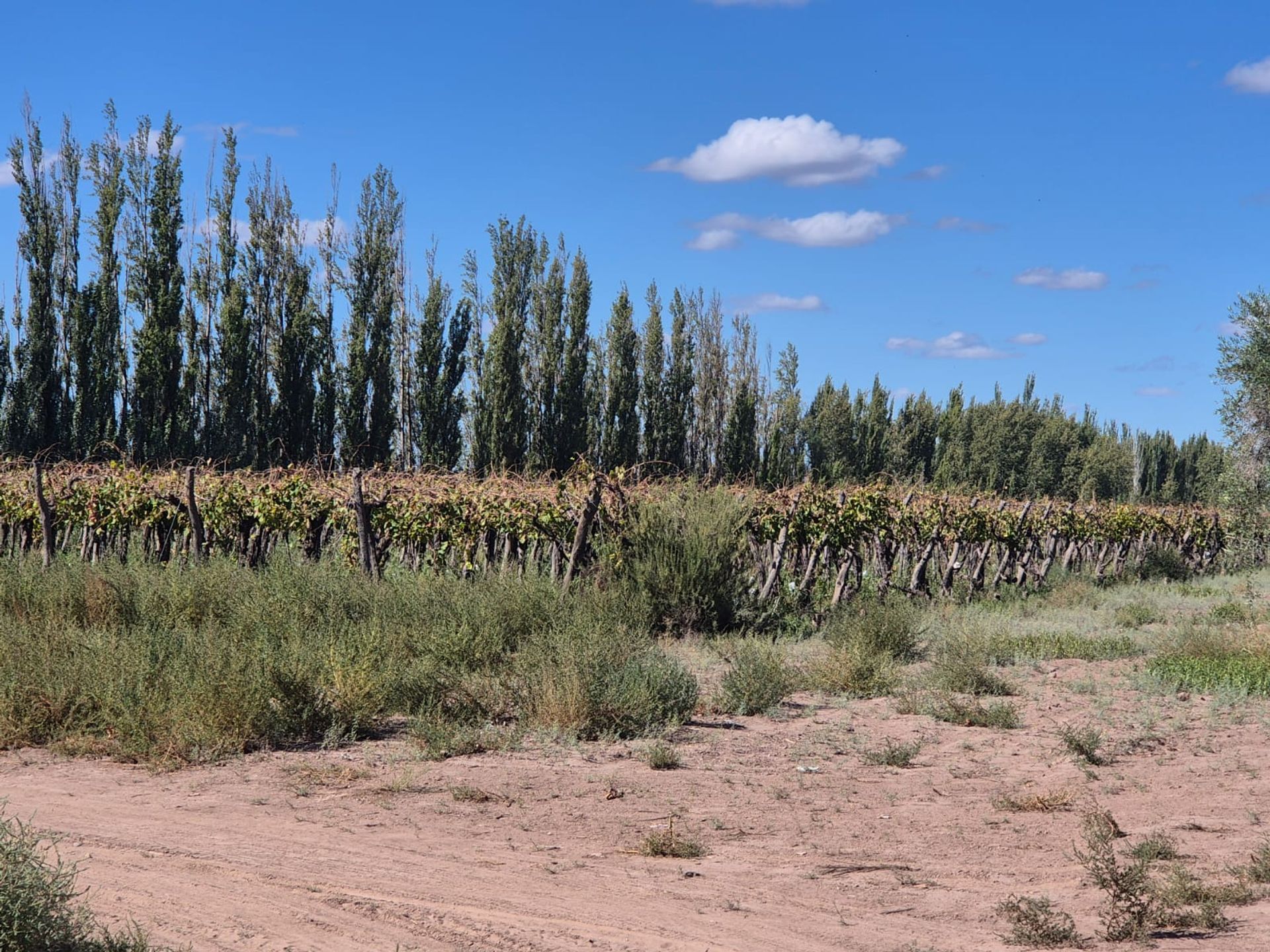 Campo en Venta en San Martin, Mendoza