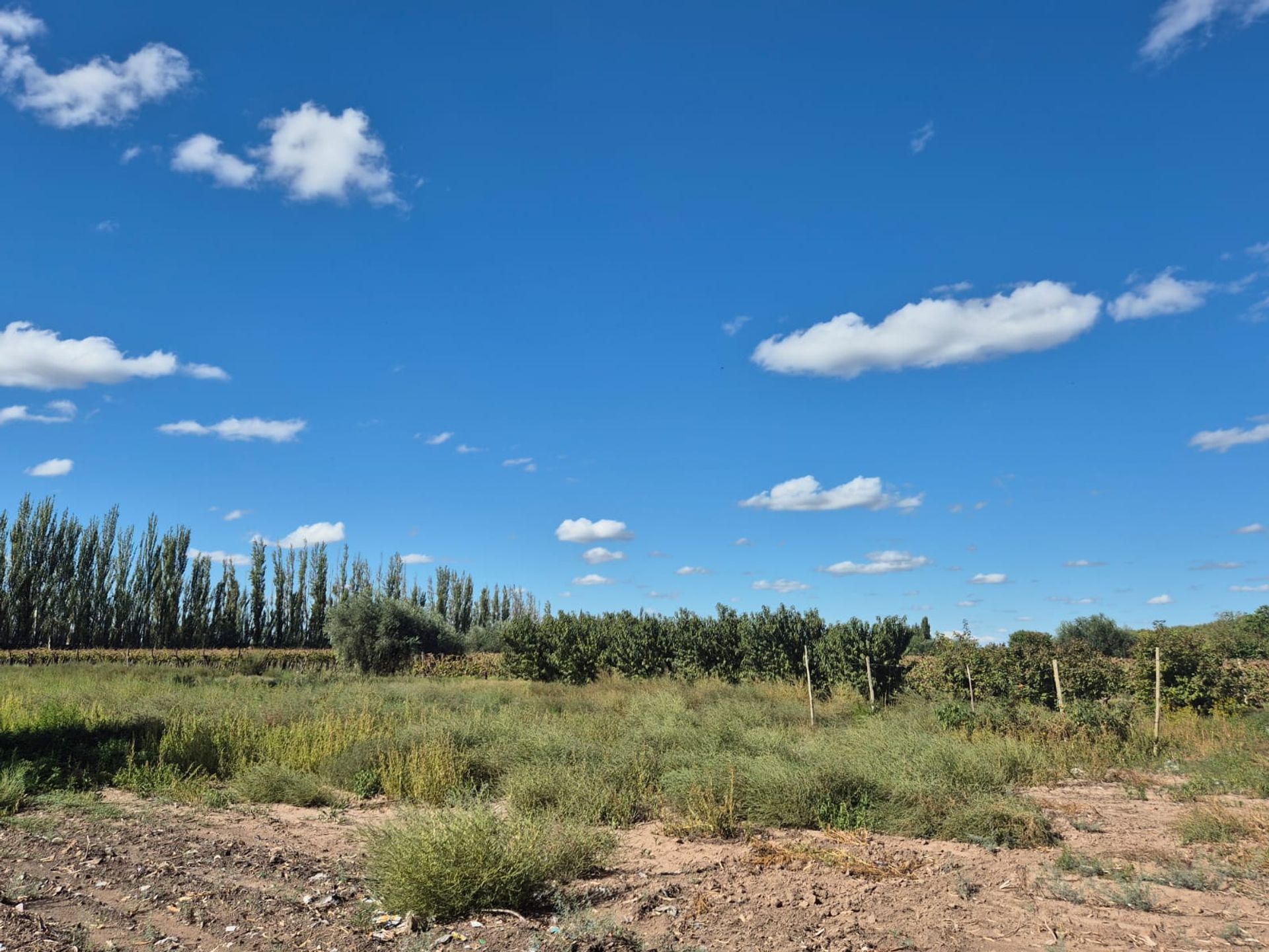 Campo en Venta en San Martin, Mendoza