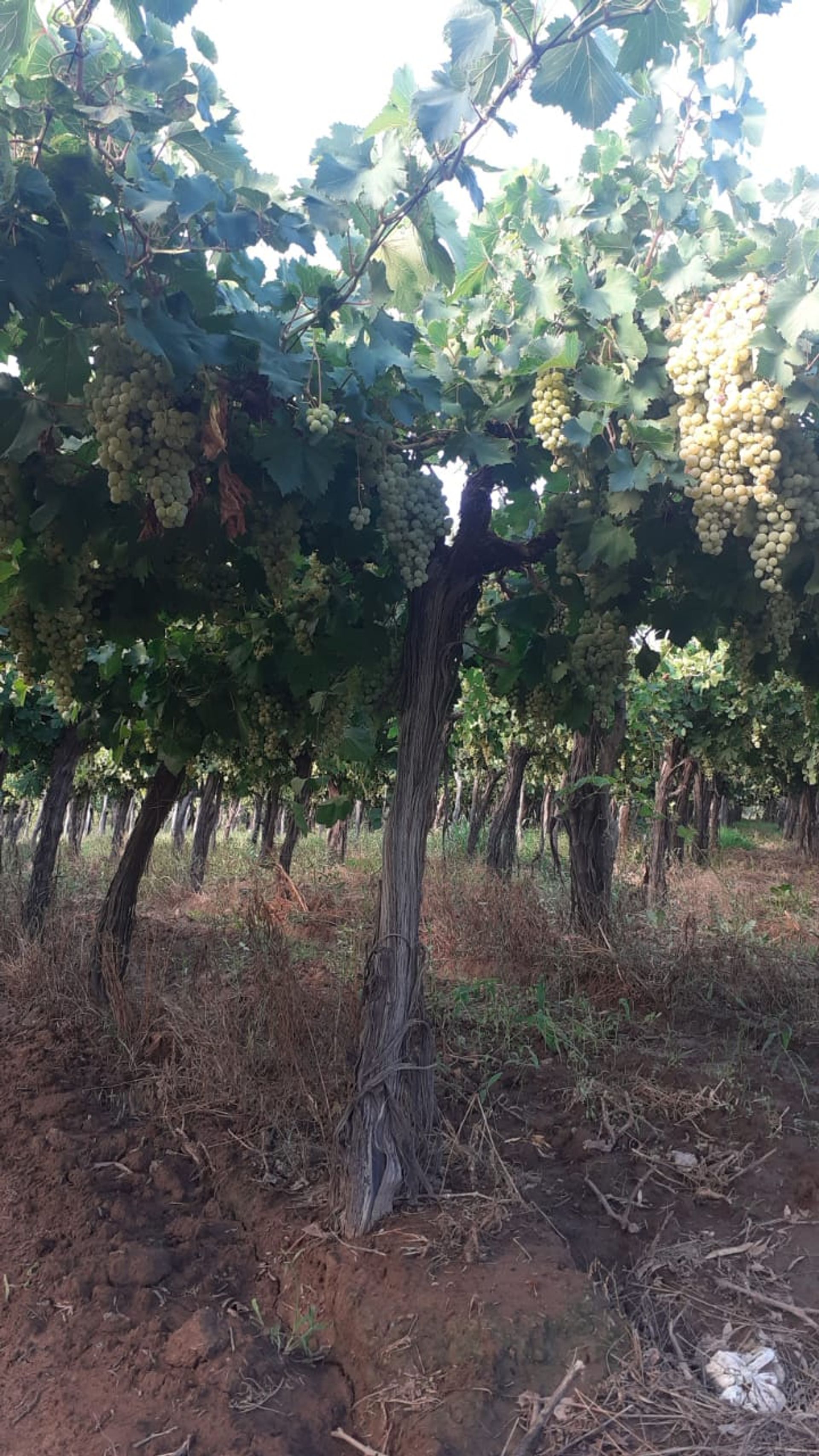Campo en Venta en San Martin, Mendoza