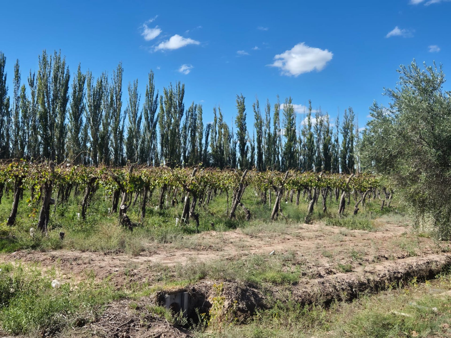 Campo en Venta en San Martin, Mendoza