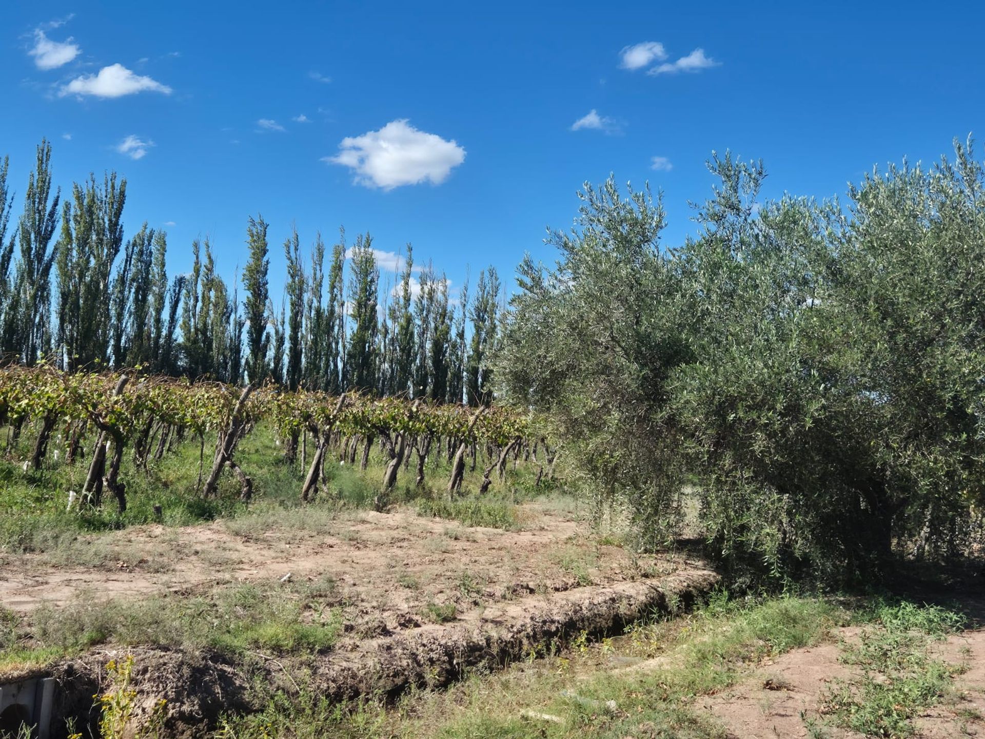 Campo en Venta en San Martin, Mendoza