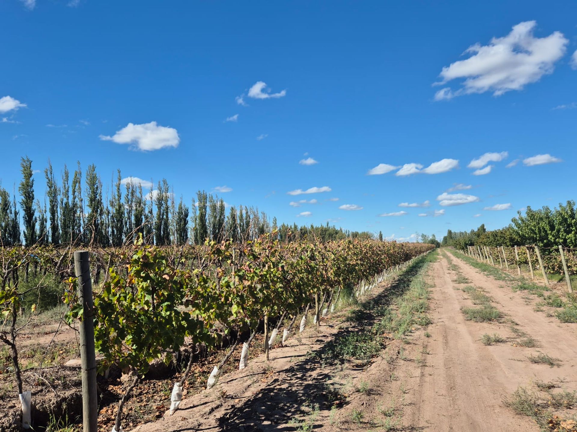 Campo en Venta en San Martin, Mendoza